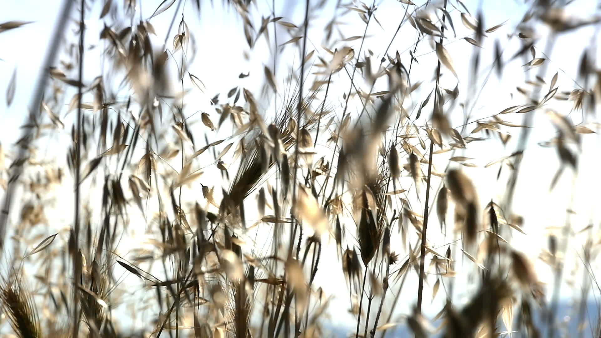 草地中的草原慢动视频的预览图