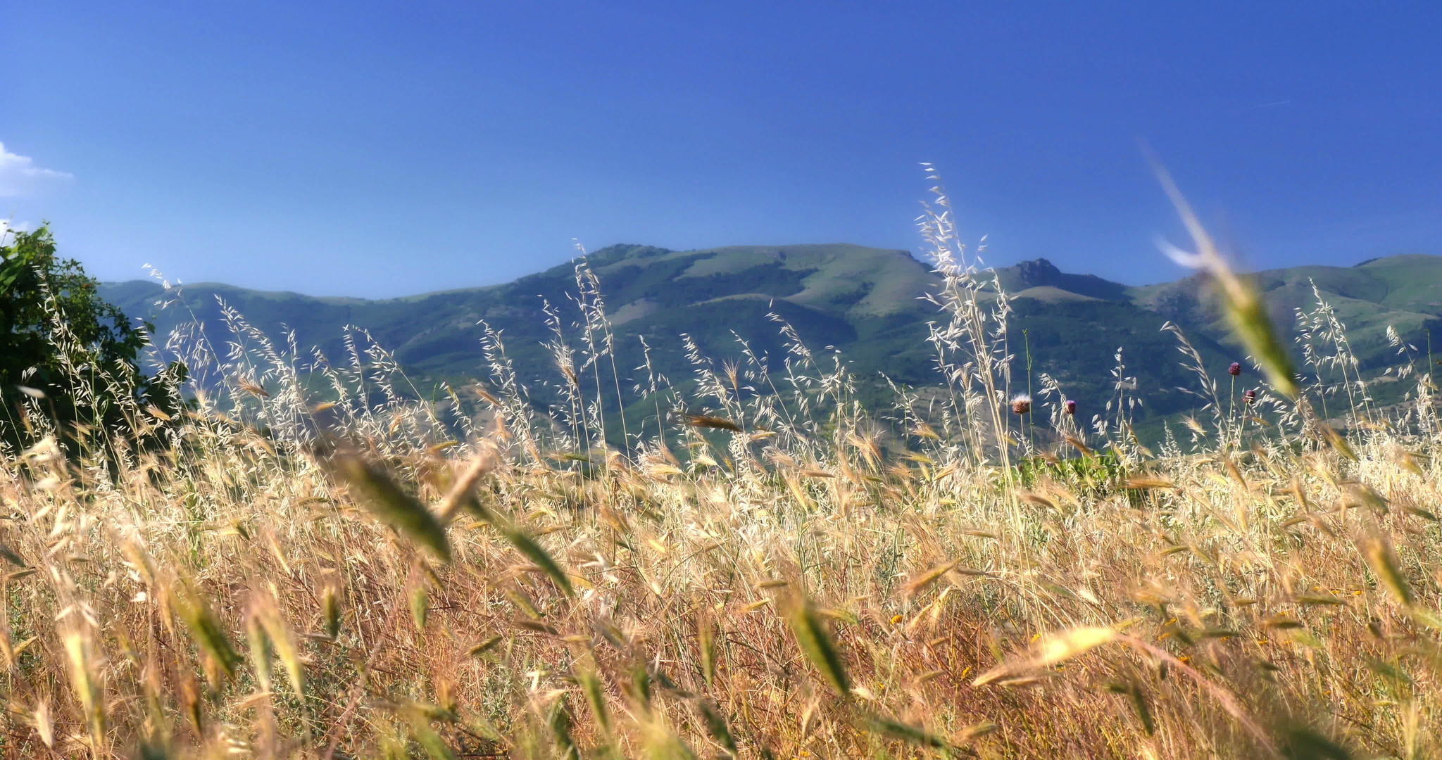 草原中草地4k视频的预览图