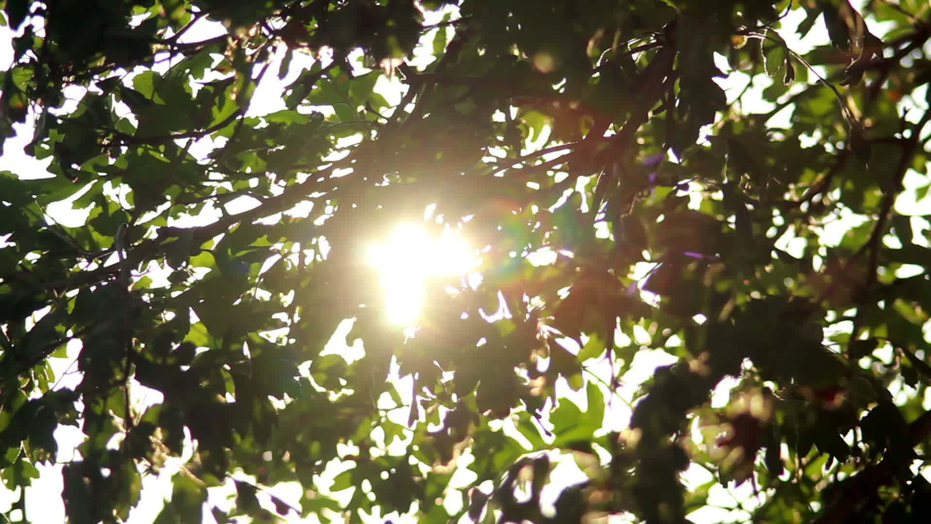 太阳在树中视频的预览图