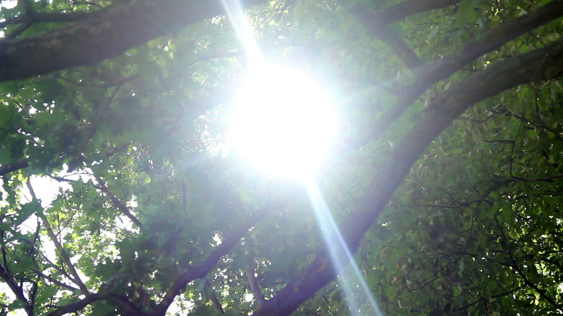 太阳在树中视频的预览图