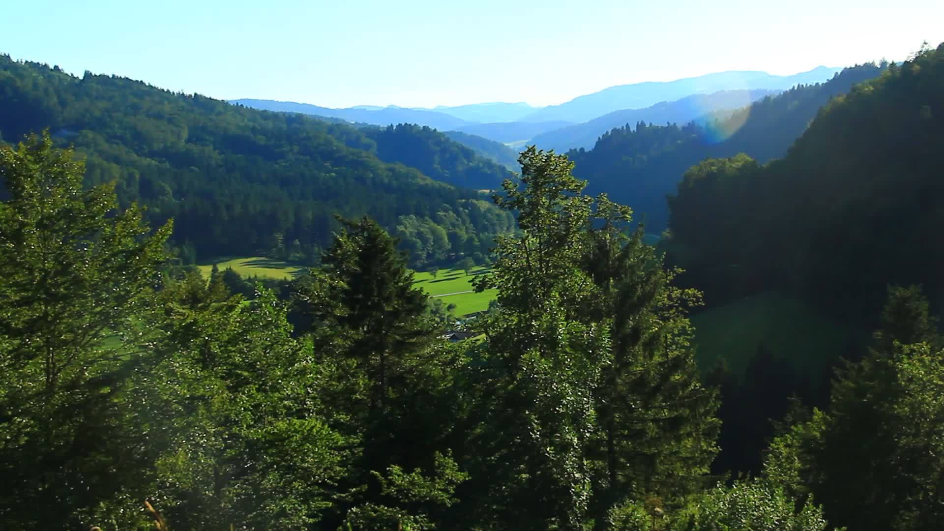 夏天的森林和阳光明媚的牧草视频的预览图