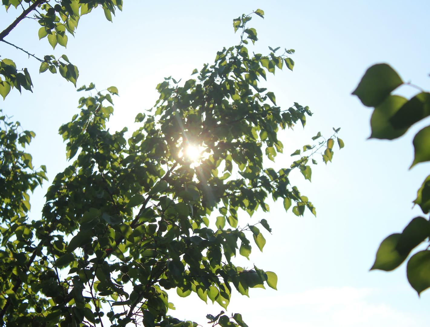 太阳在树上4k视频的预览图