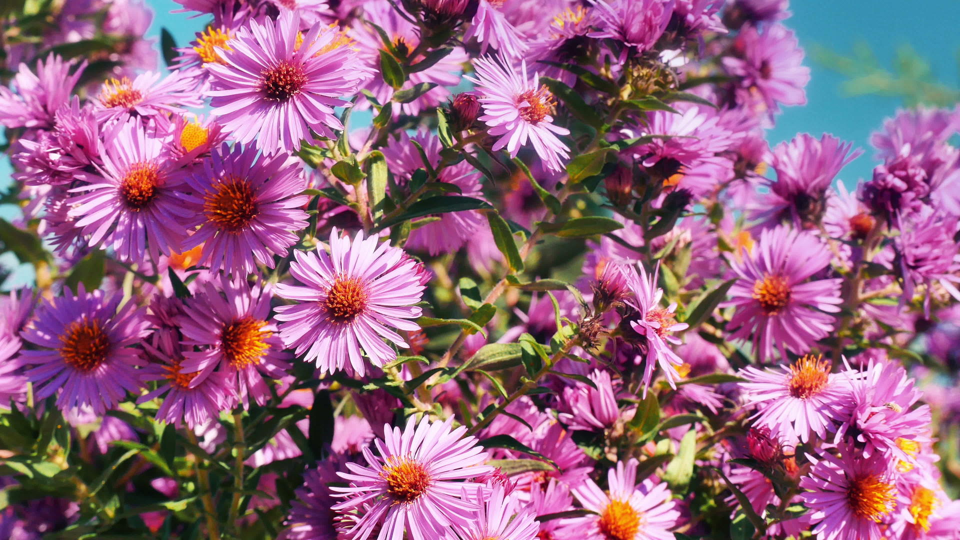 花园里的花朵4k视频的预览图