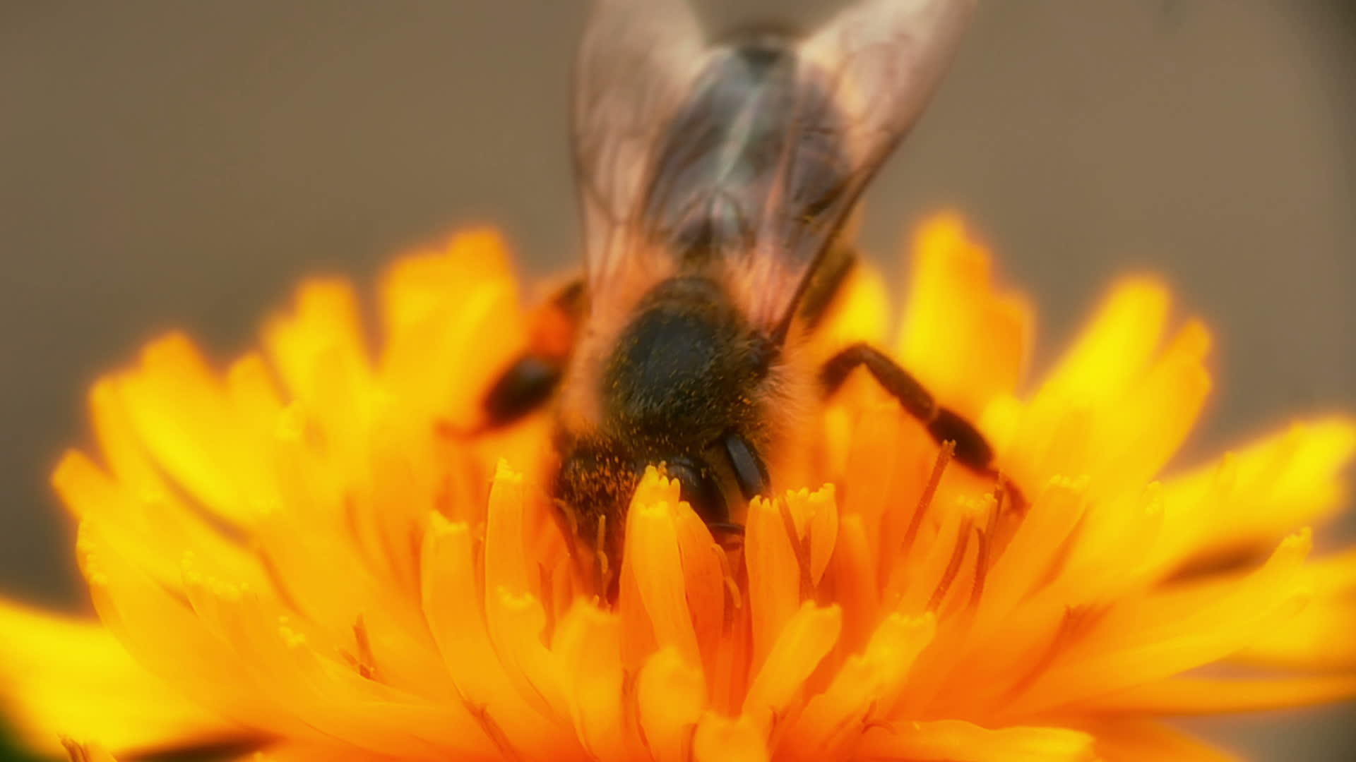 黄花蜜蜂视频的预览图