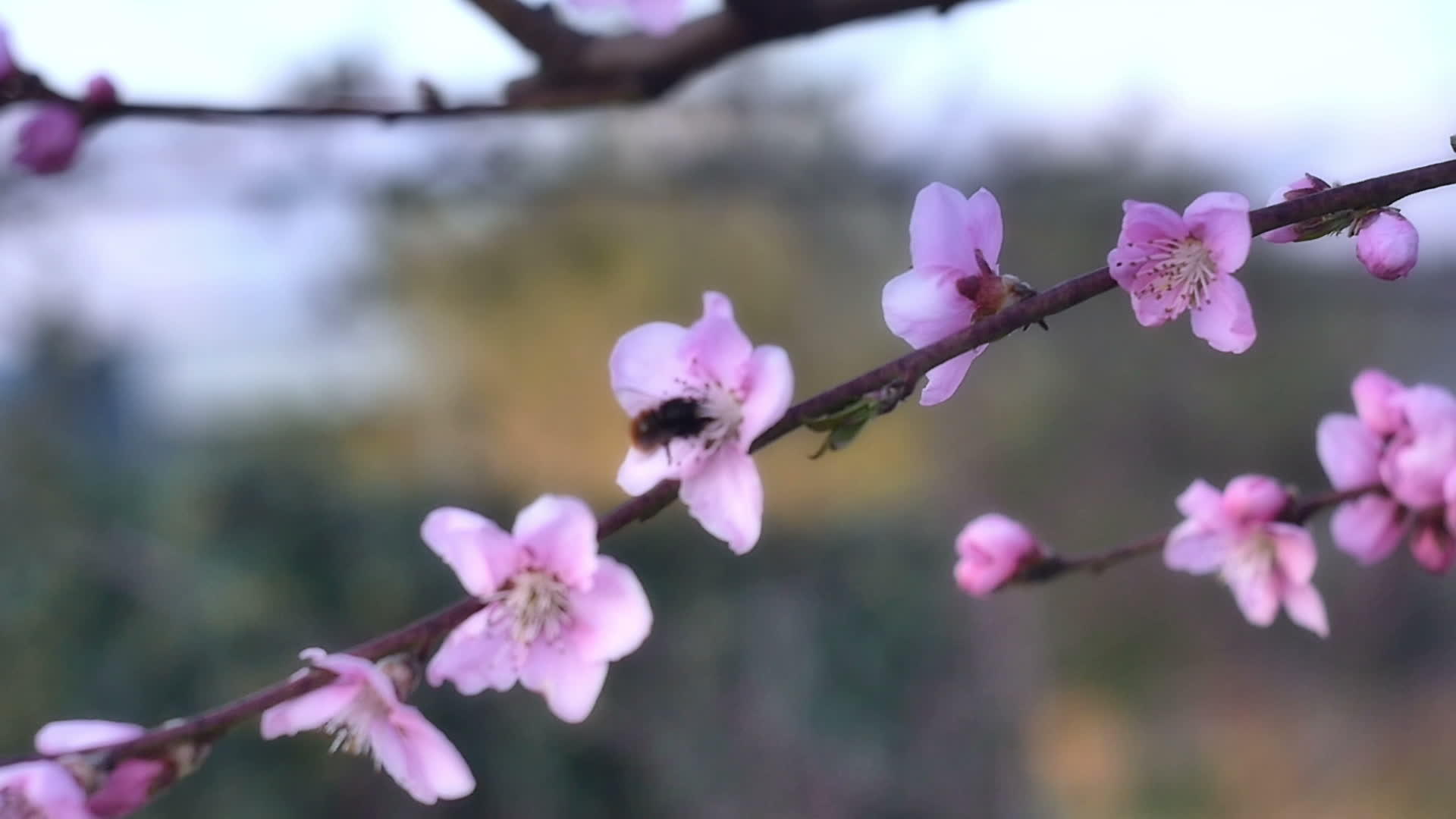 花开花的春天视频的预览图