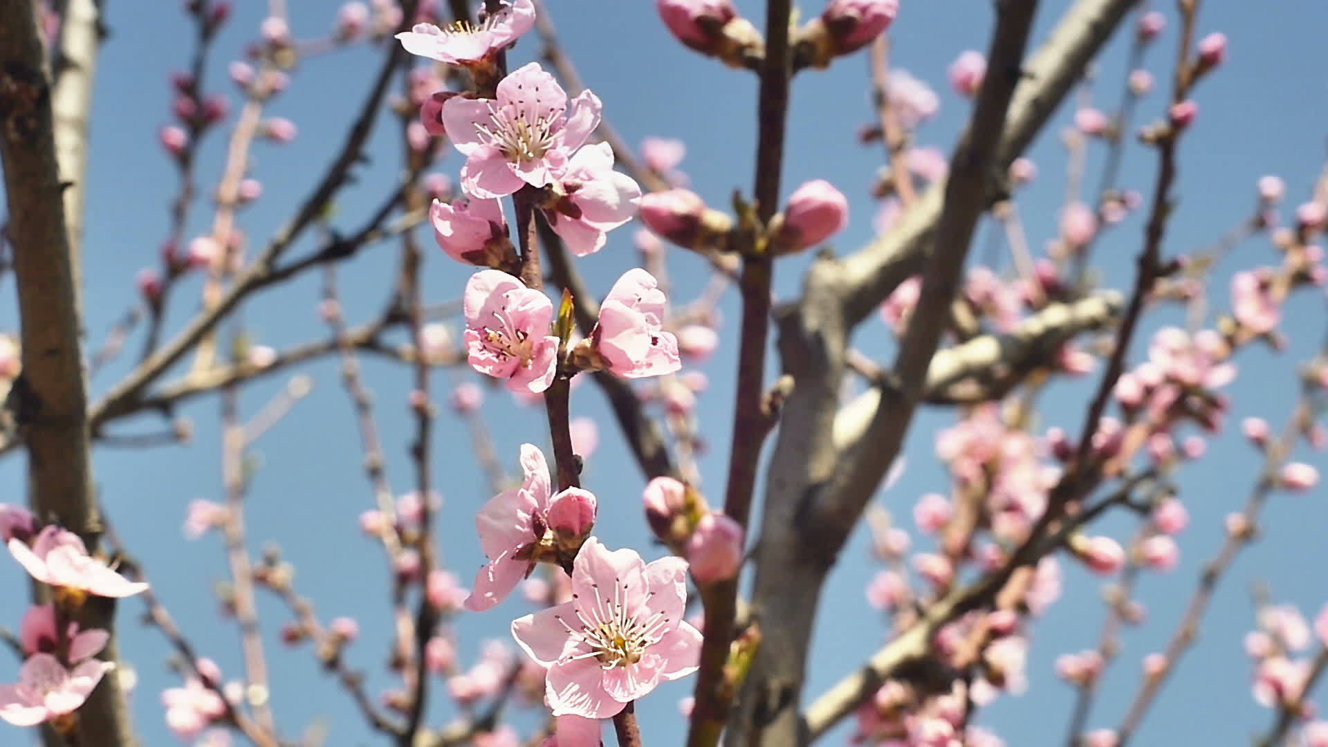 花开花的春天视频的预览图