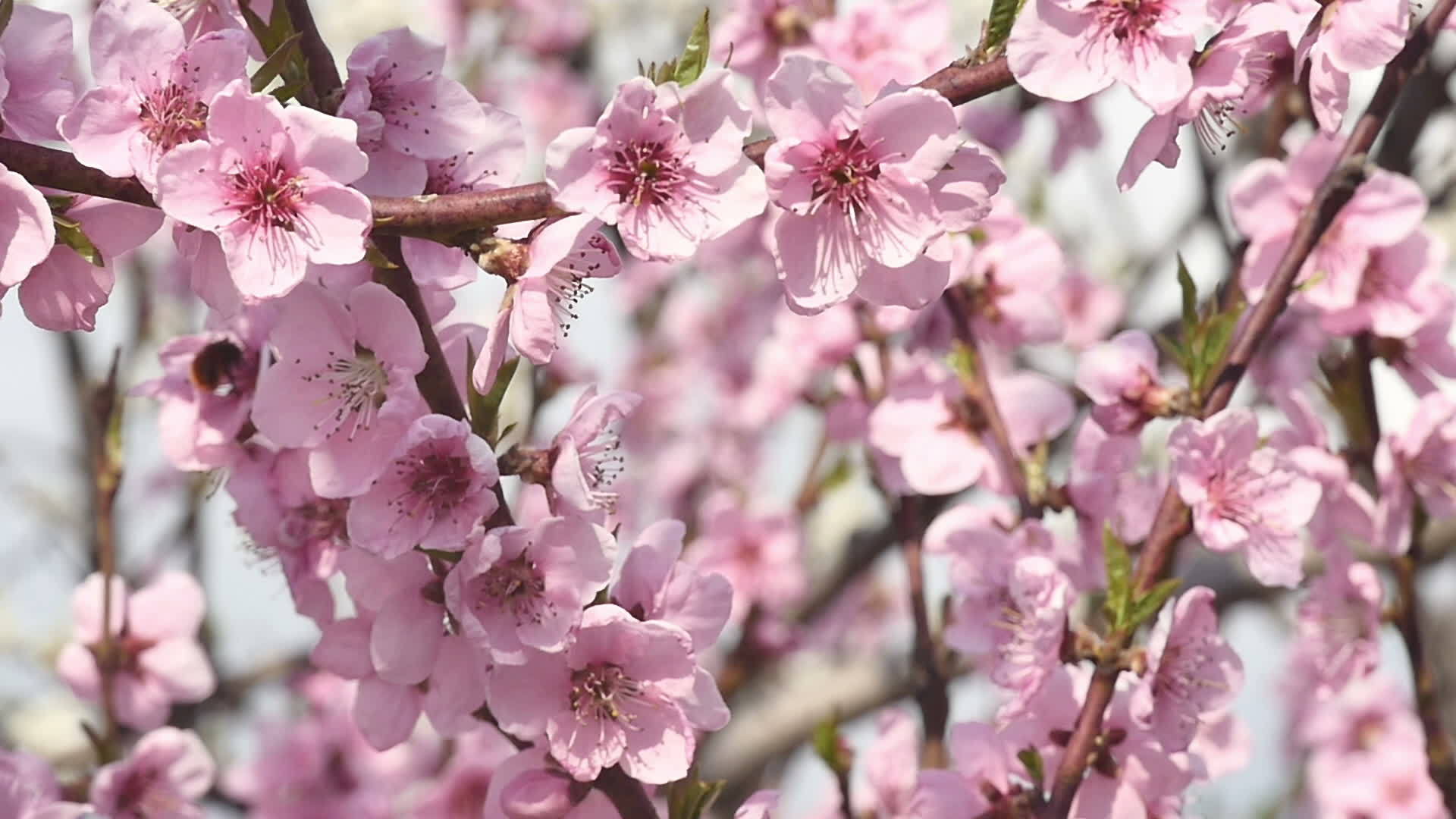 春花慢慢开花视频的预览图