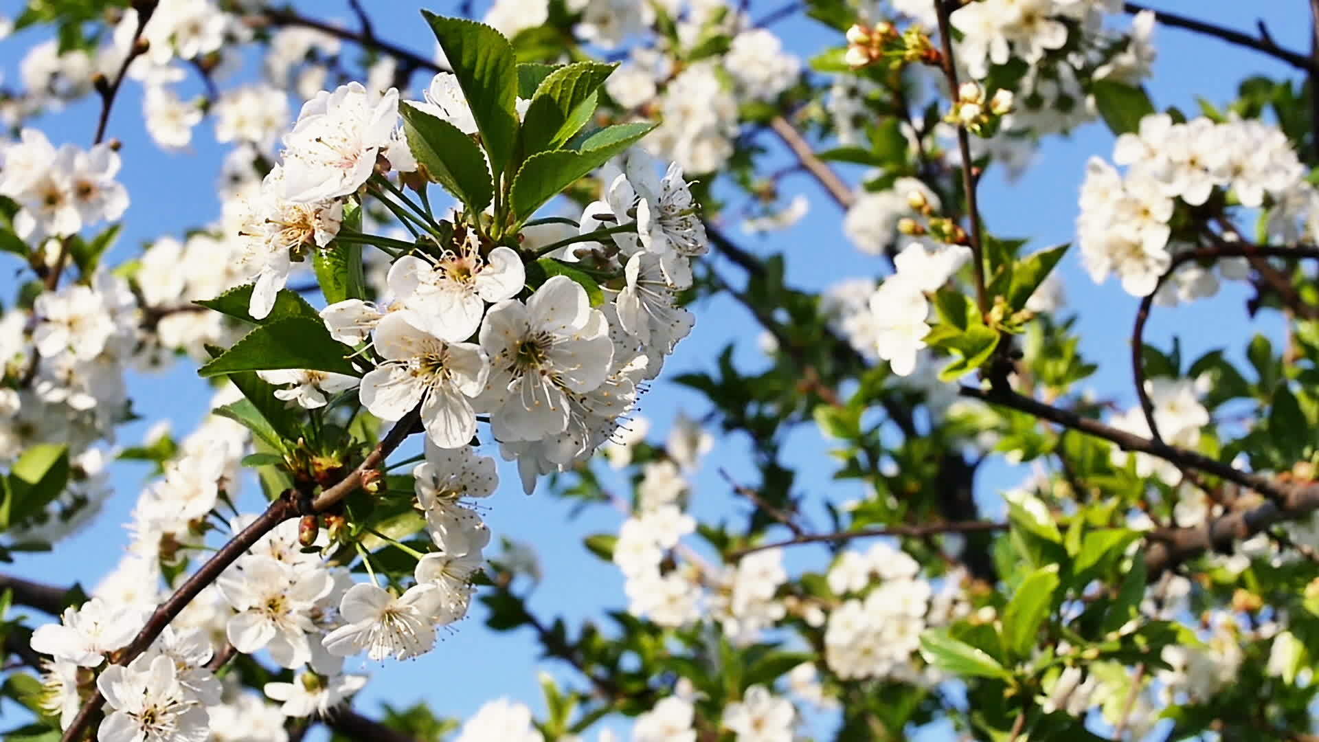 春花慢慢开花视频的预览图