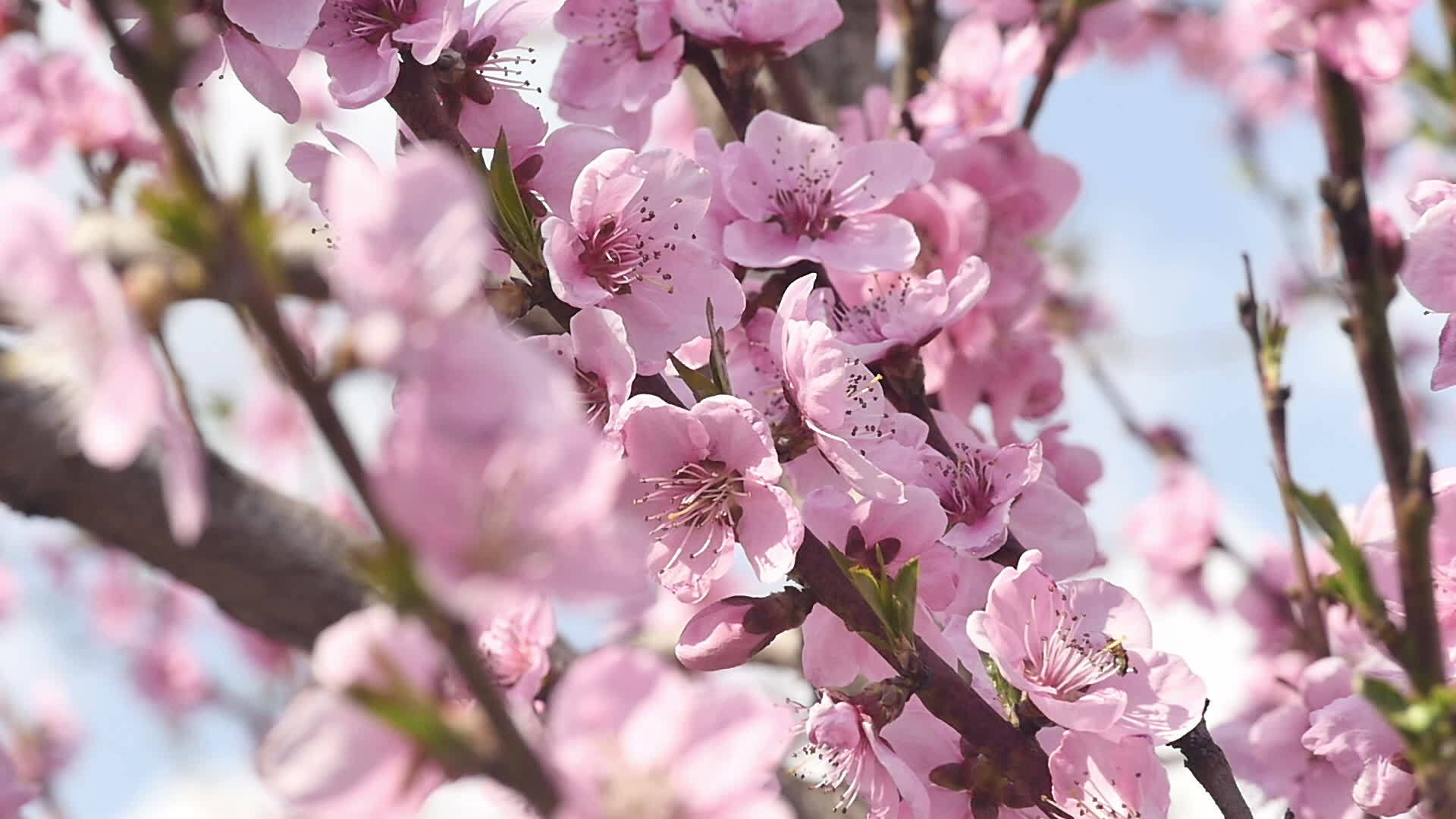 春花慢慢开花视频的预览图