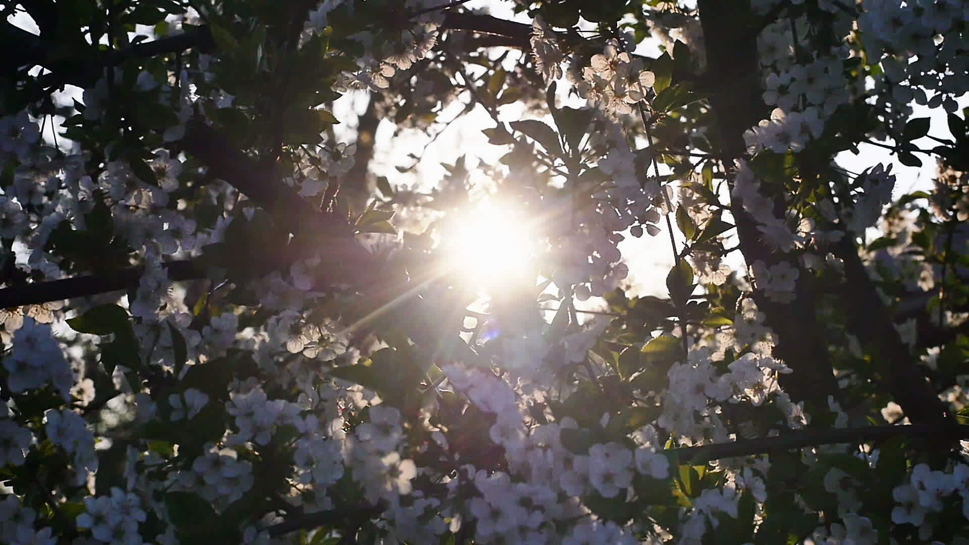 春花慢慢开花视频的预览图