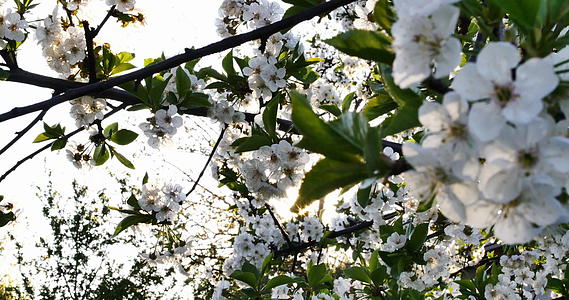 春树花开花4k视频的预览图