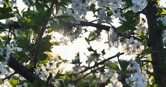 春树花开花4k视频的预览图