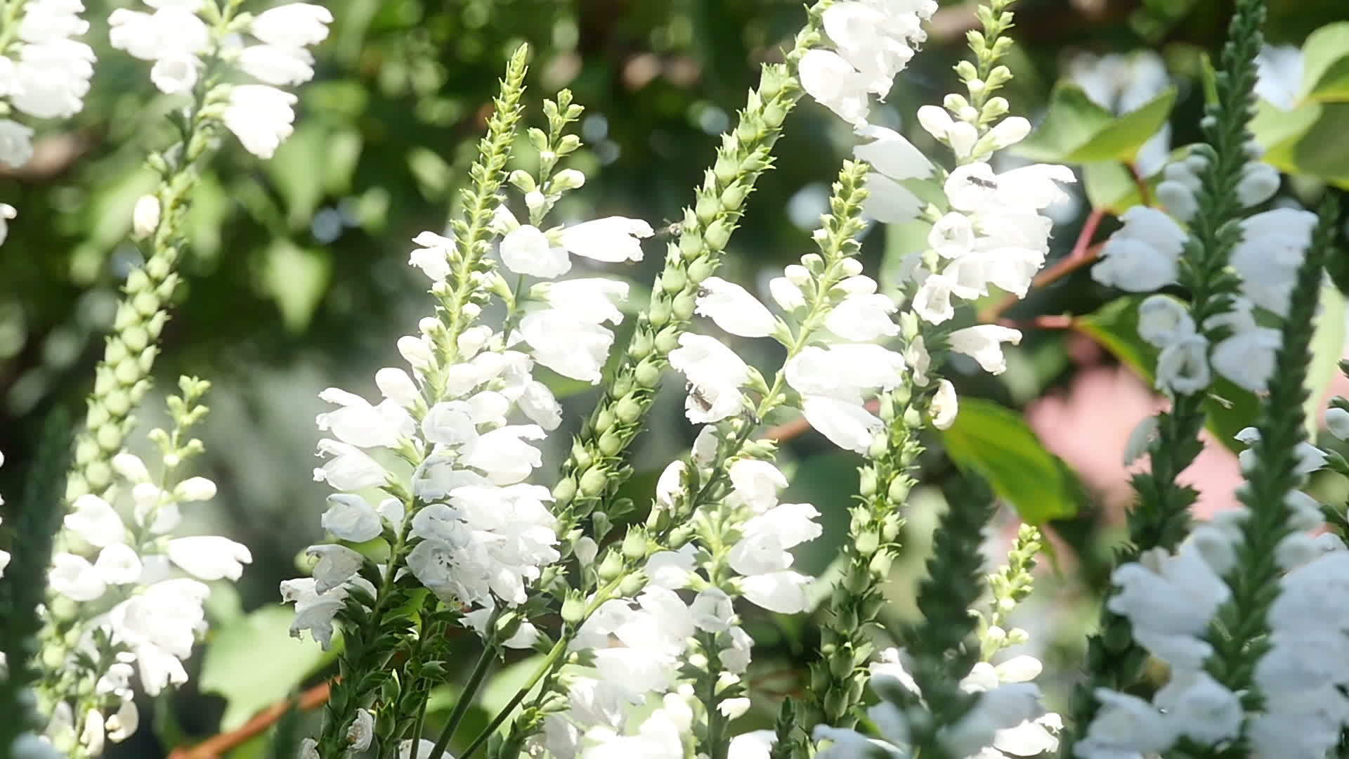 花园里的白花铃视频的预览图
