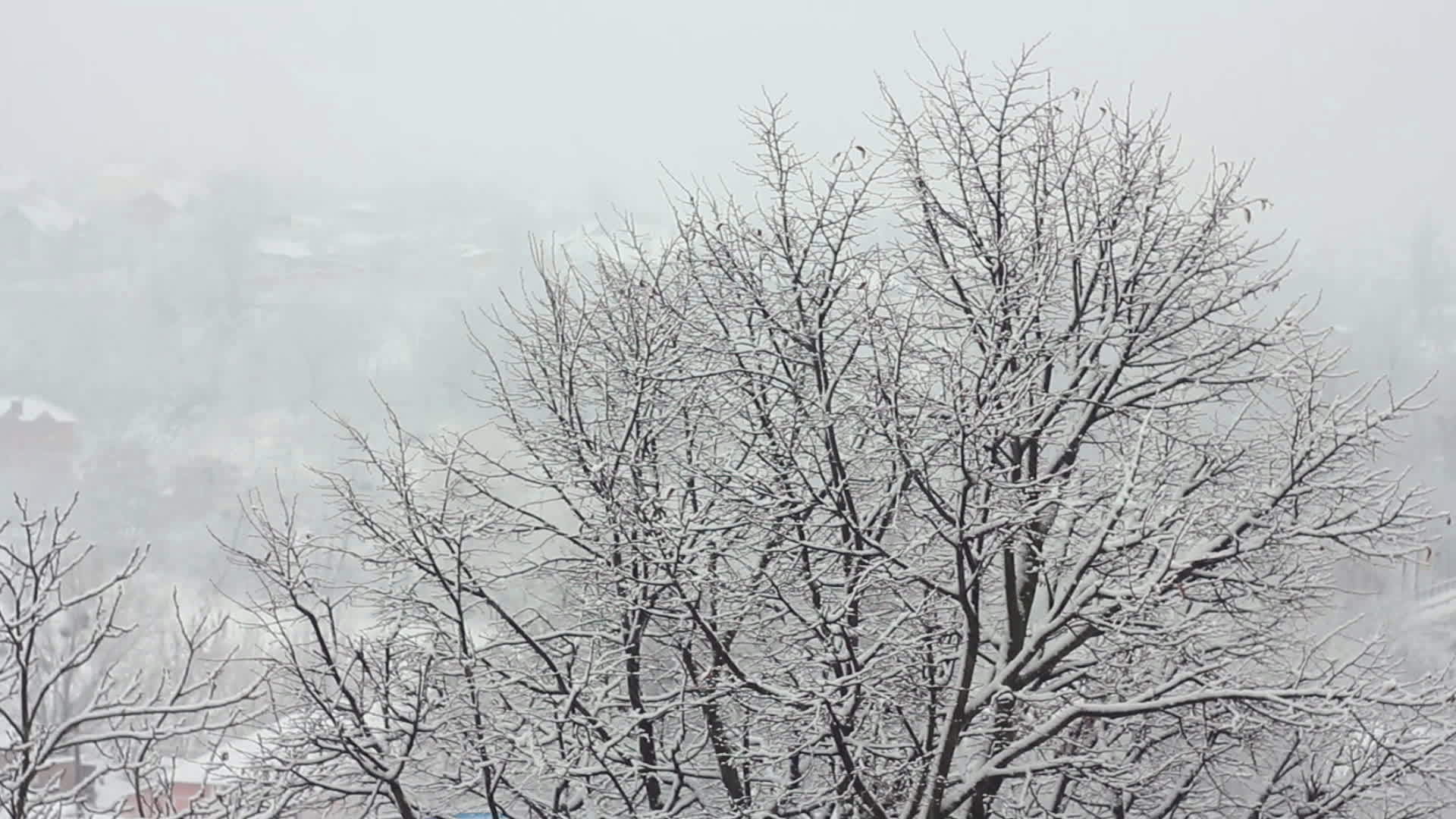 下雪树上视频的预览图