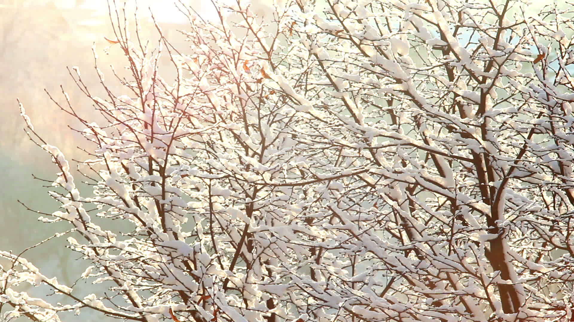 下雪树上视频的预览图