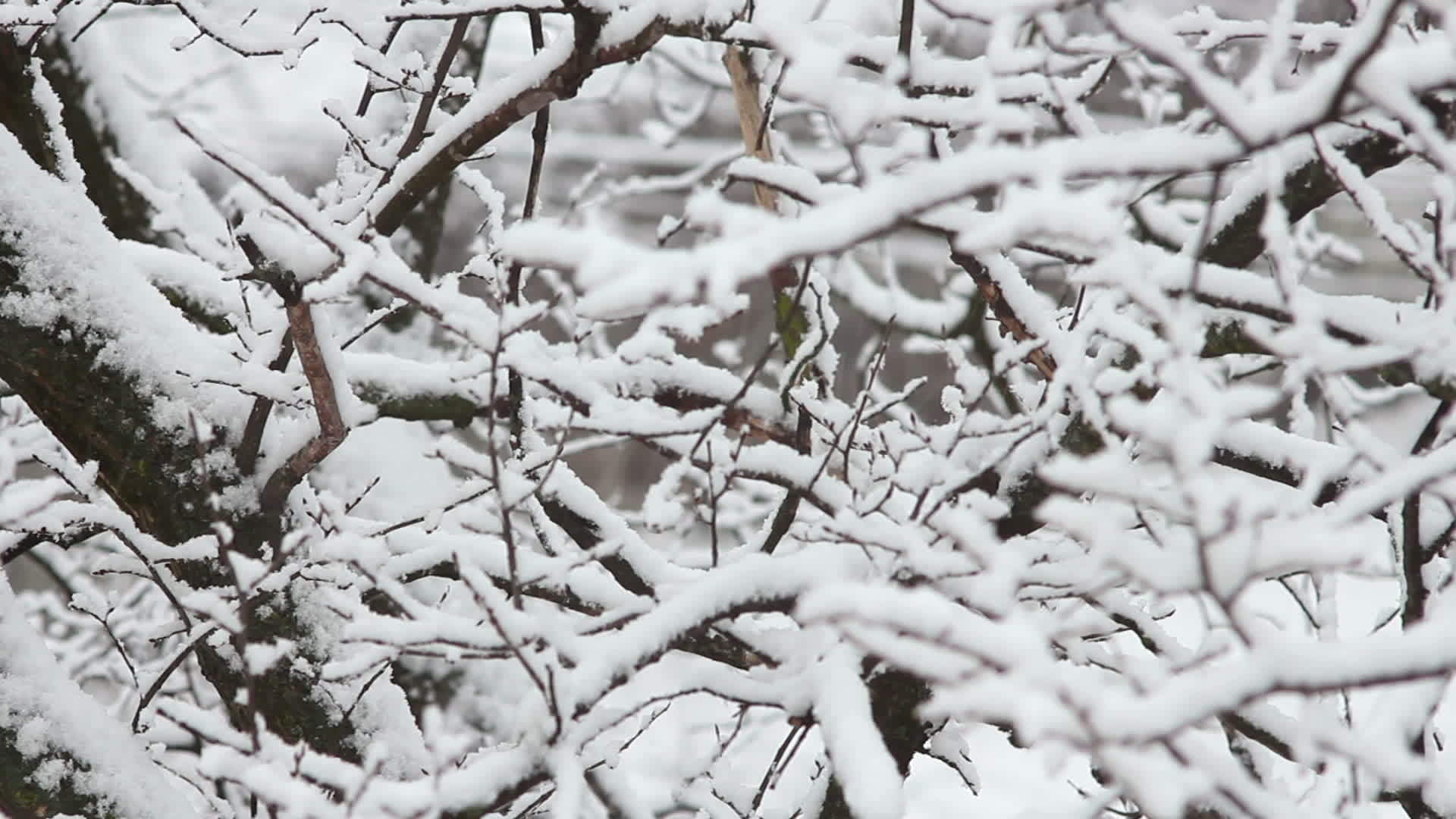 下雪树上视频的预览图