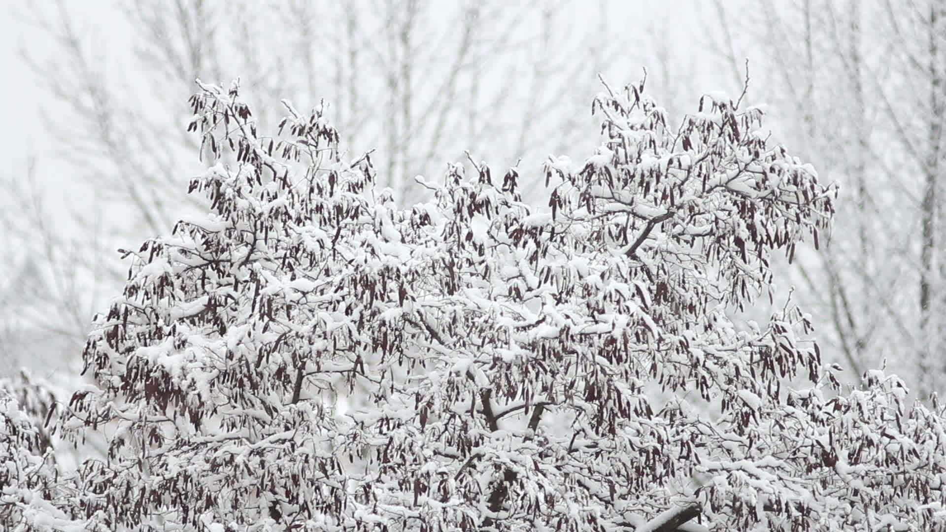 下雪树上视频的预览图