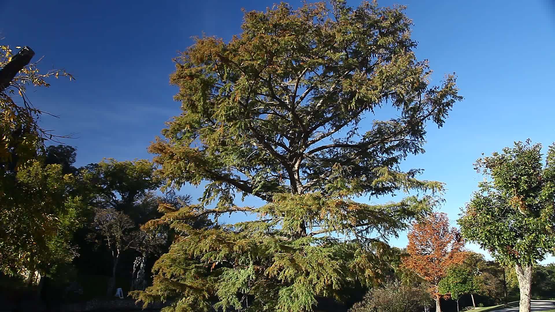 圣安其罗德克萨斯的一棵树上美丽的自然场景视频的预览图