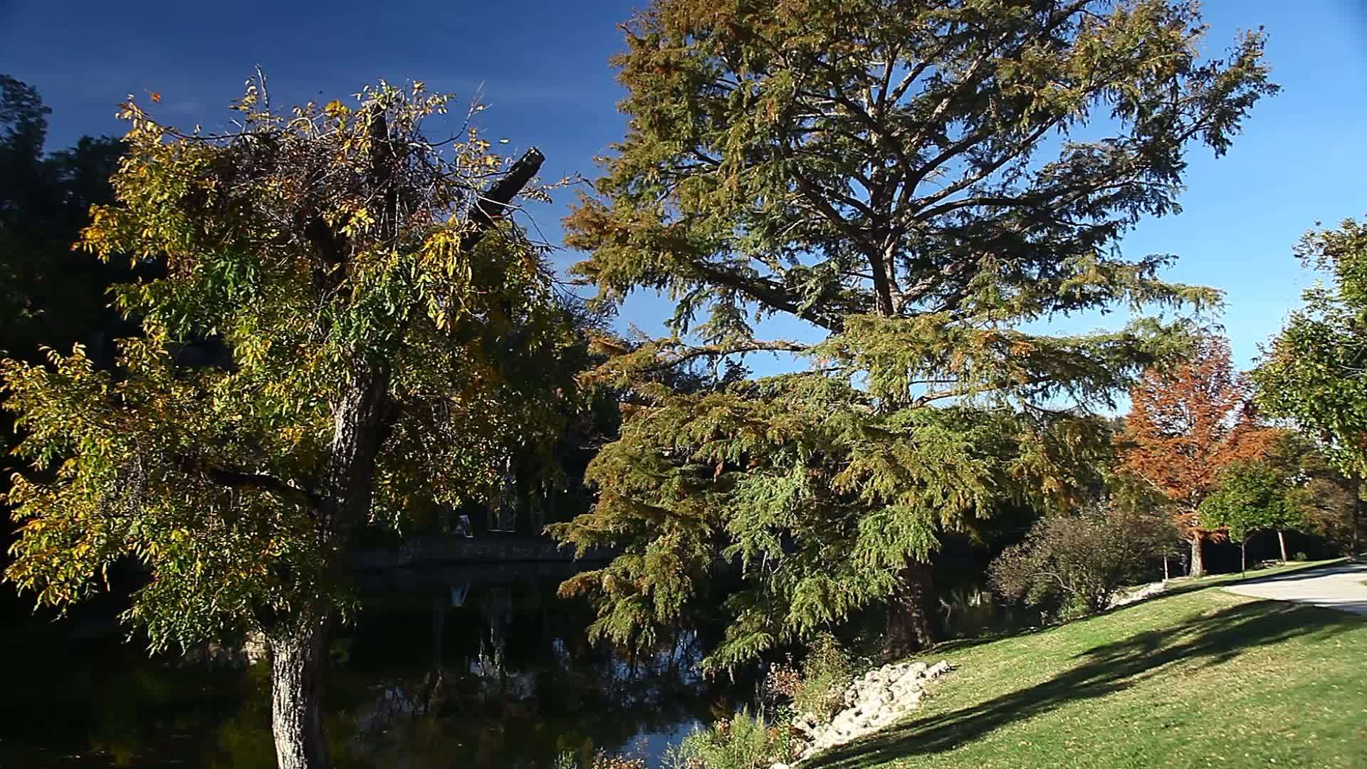 圣安其罗德克萨斯的一棵树上美丽的自然场景视频的预览图