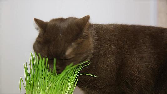 英国猫得到维生素咀嚼绿草视频的预览图