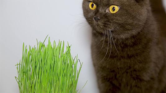 英国猫奶巧克力棕色吃草视频的预览图