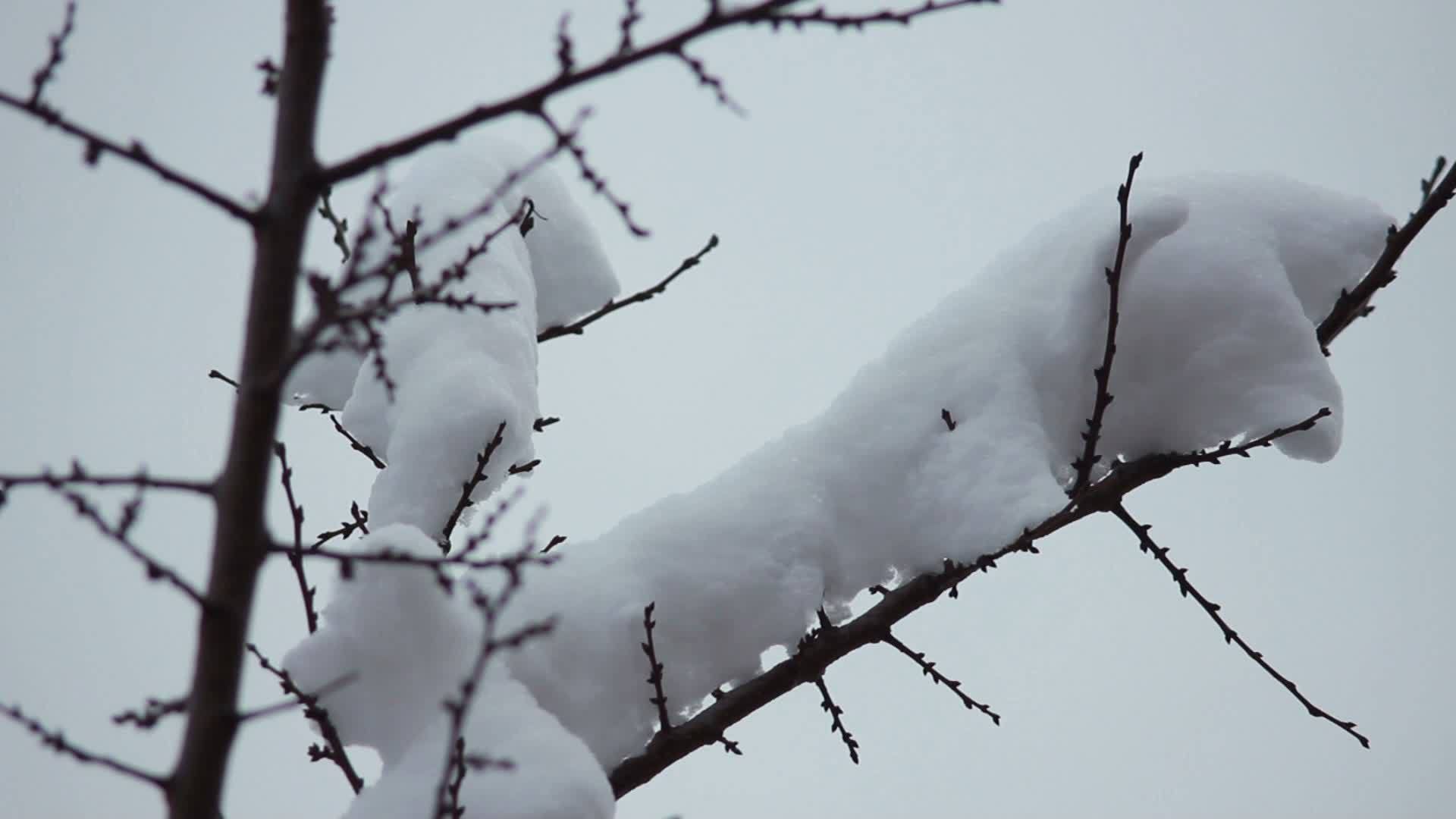 树枝上有雪雪视频的预览图