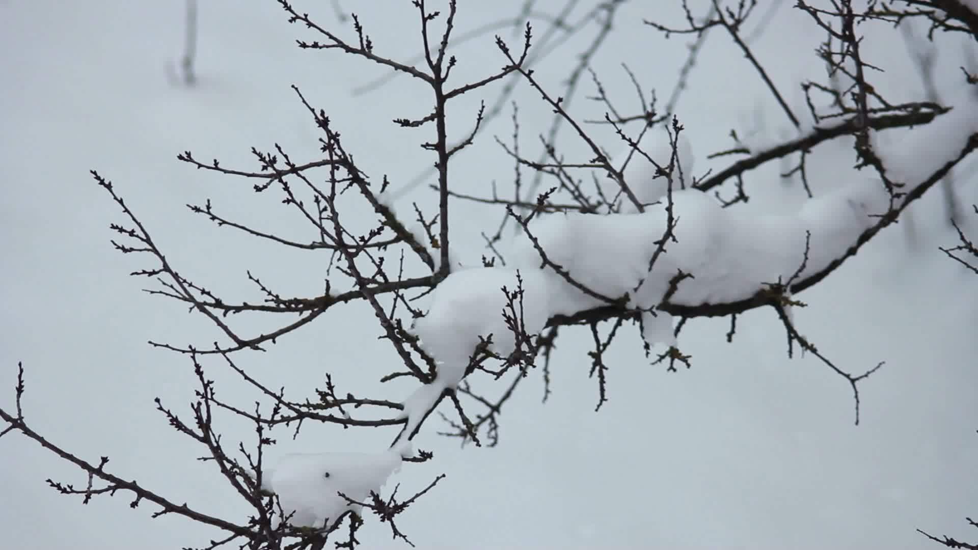 树枝上有雪雪视频的预览图