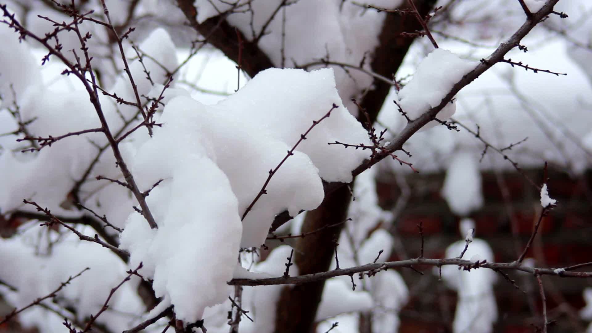 树枝上有雪雪视频的预览图