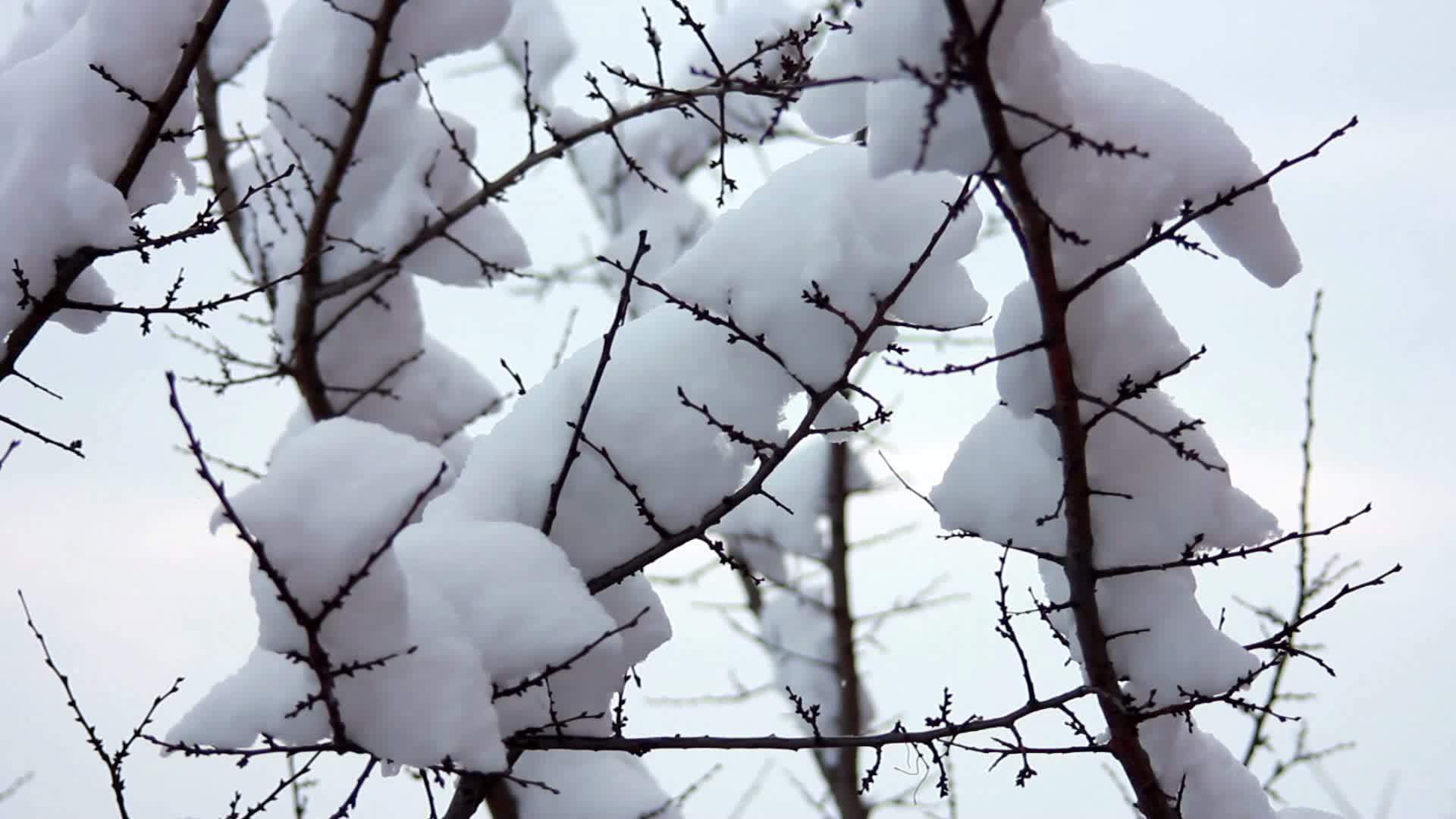 树枝上有雪雪视频的预览图