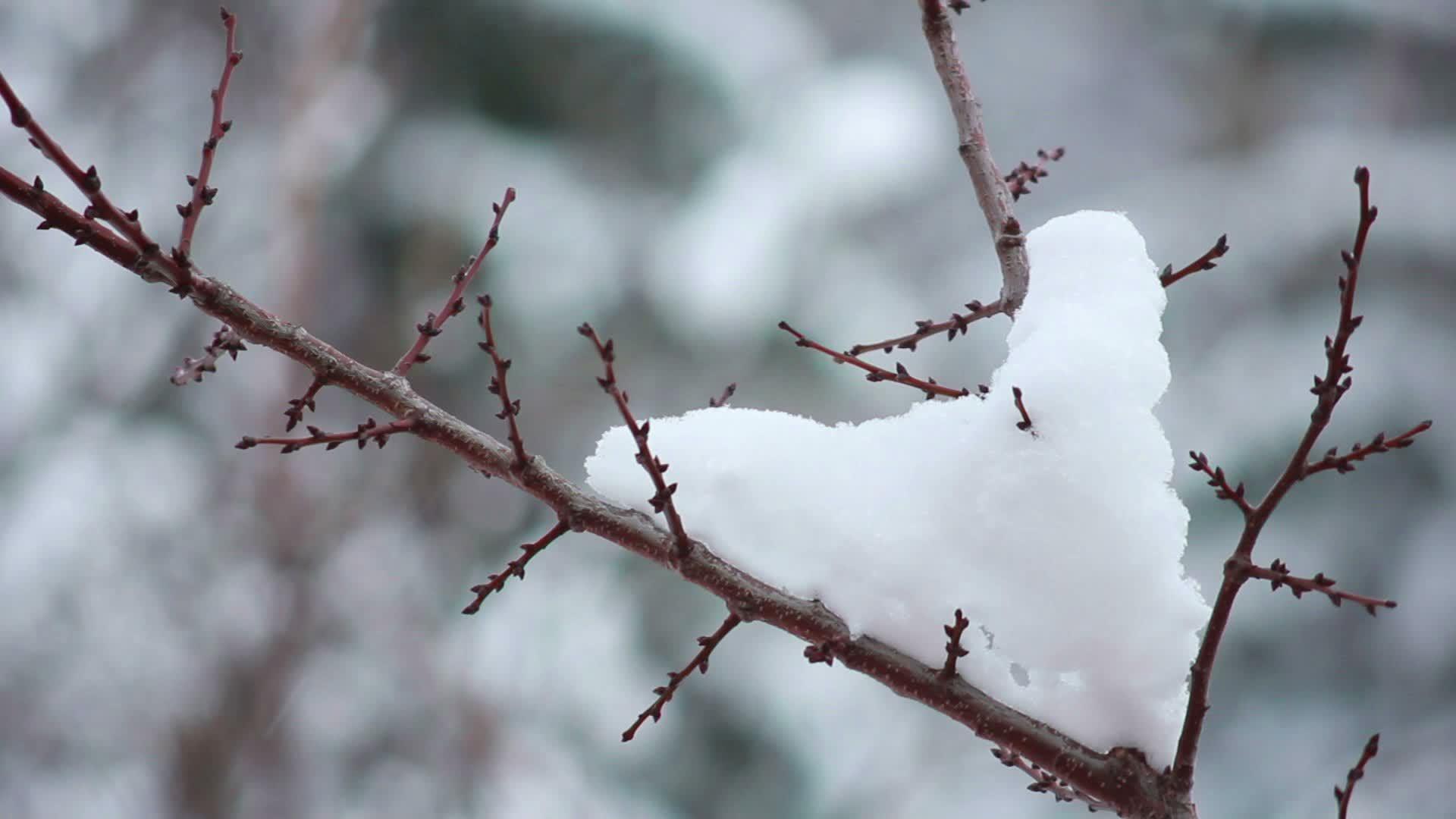 树枝上有雪雪视频的预览图