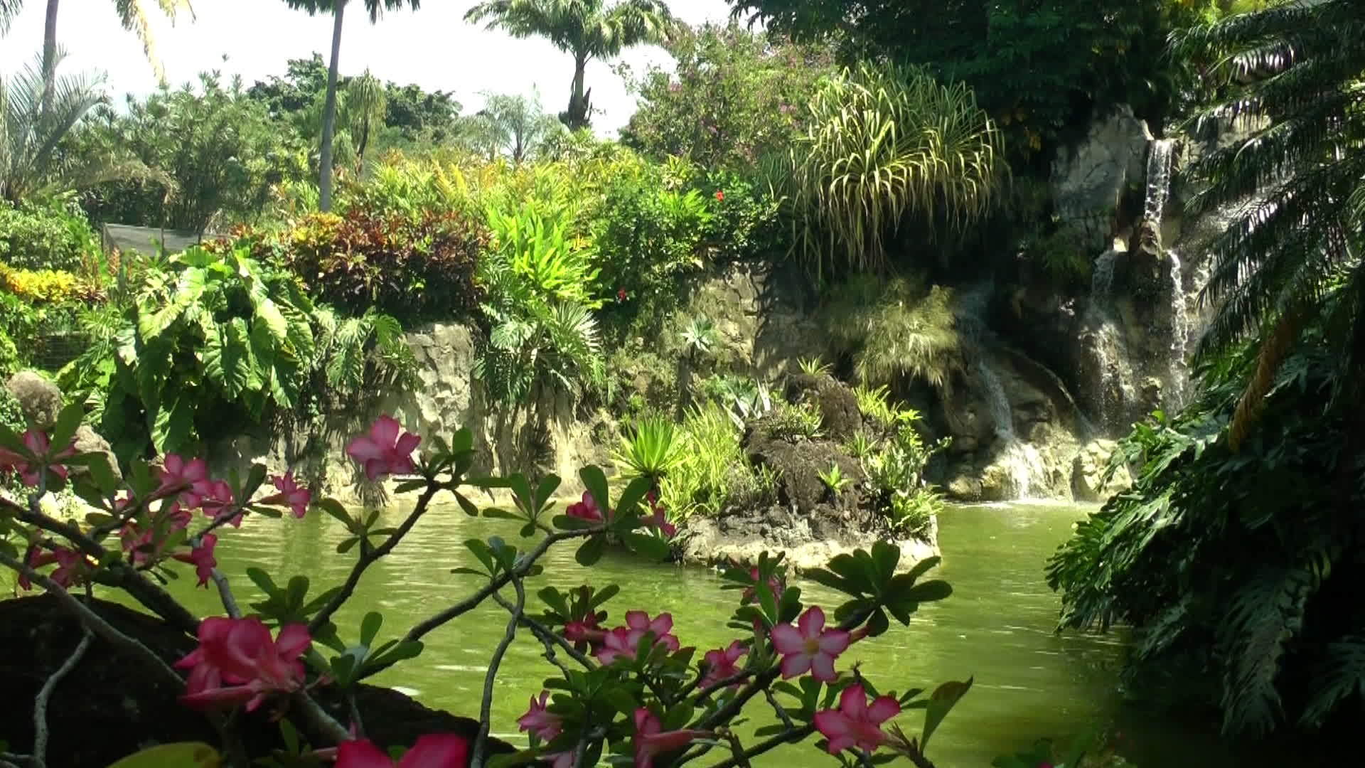 瓜德罗普岛海滩花园瀑布视频的预览图