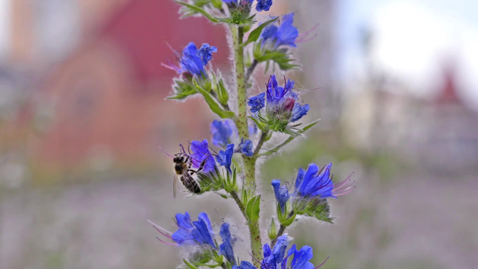蜜蜂和蓝菜视频的预览图
