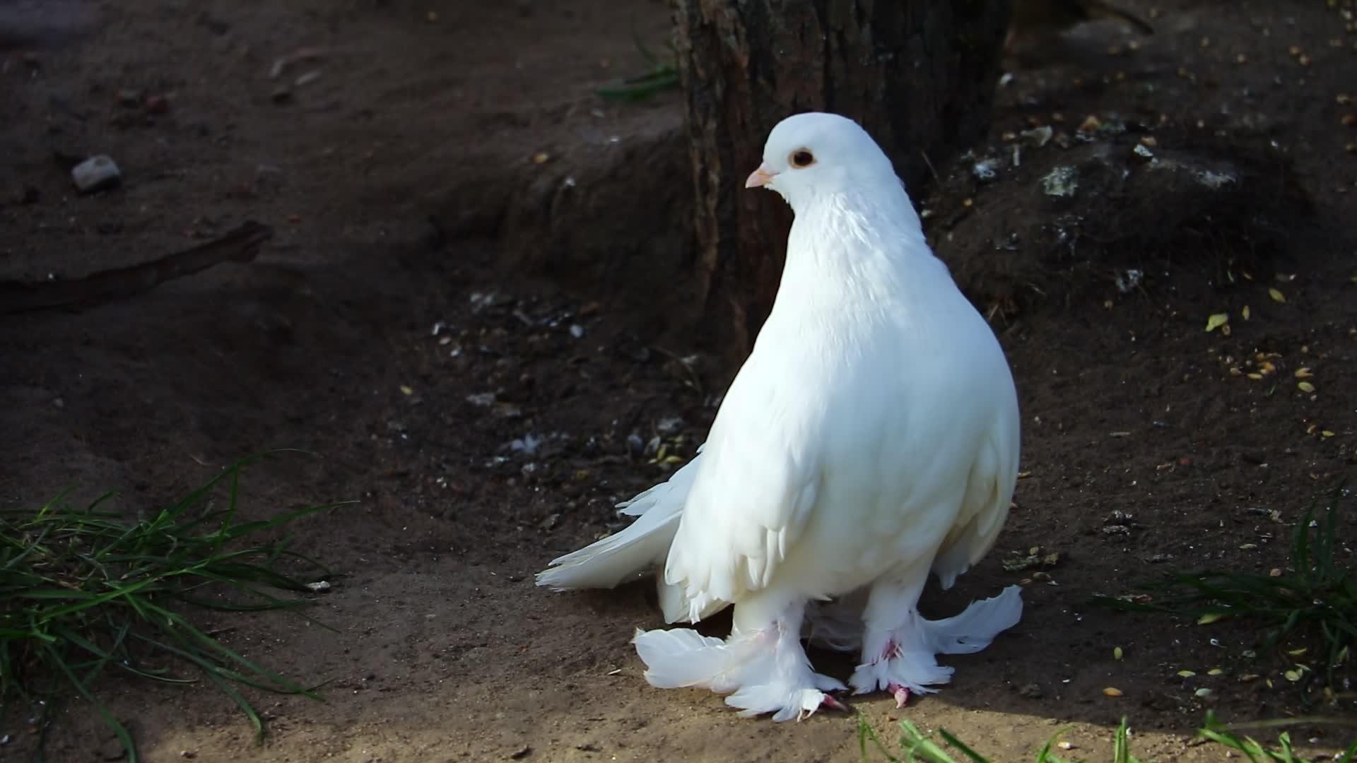 美丽的白鸽靠近地面视频的预览图