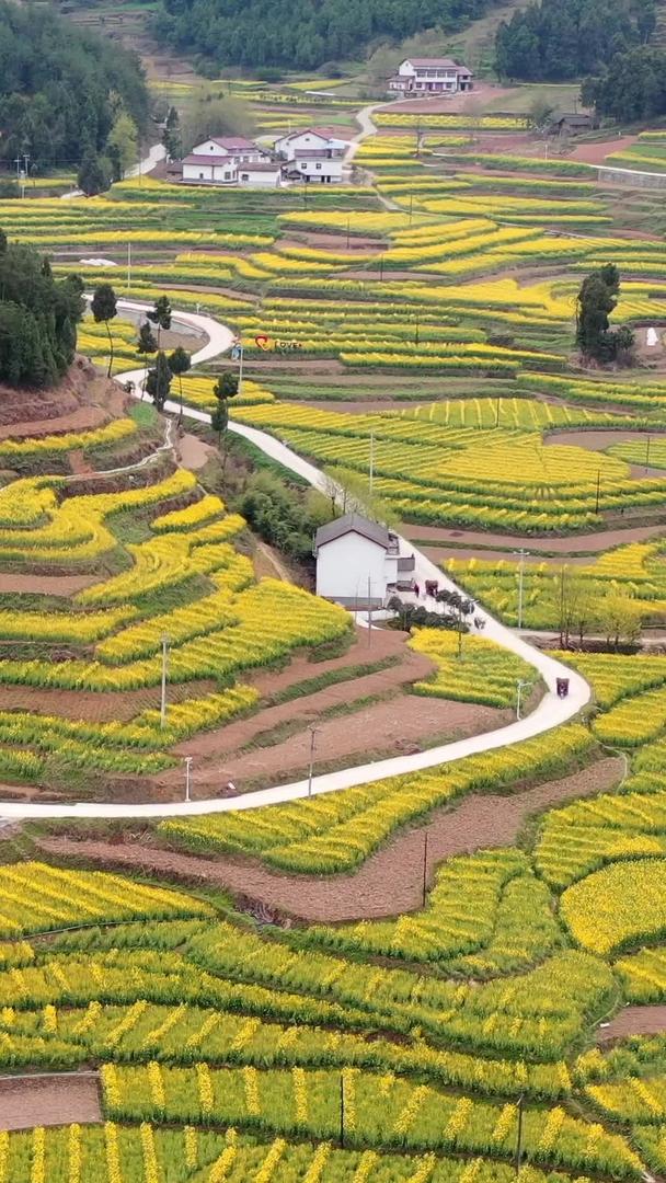 陕西汉中油菜花风景航拍视频视频的预览图