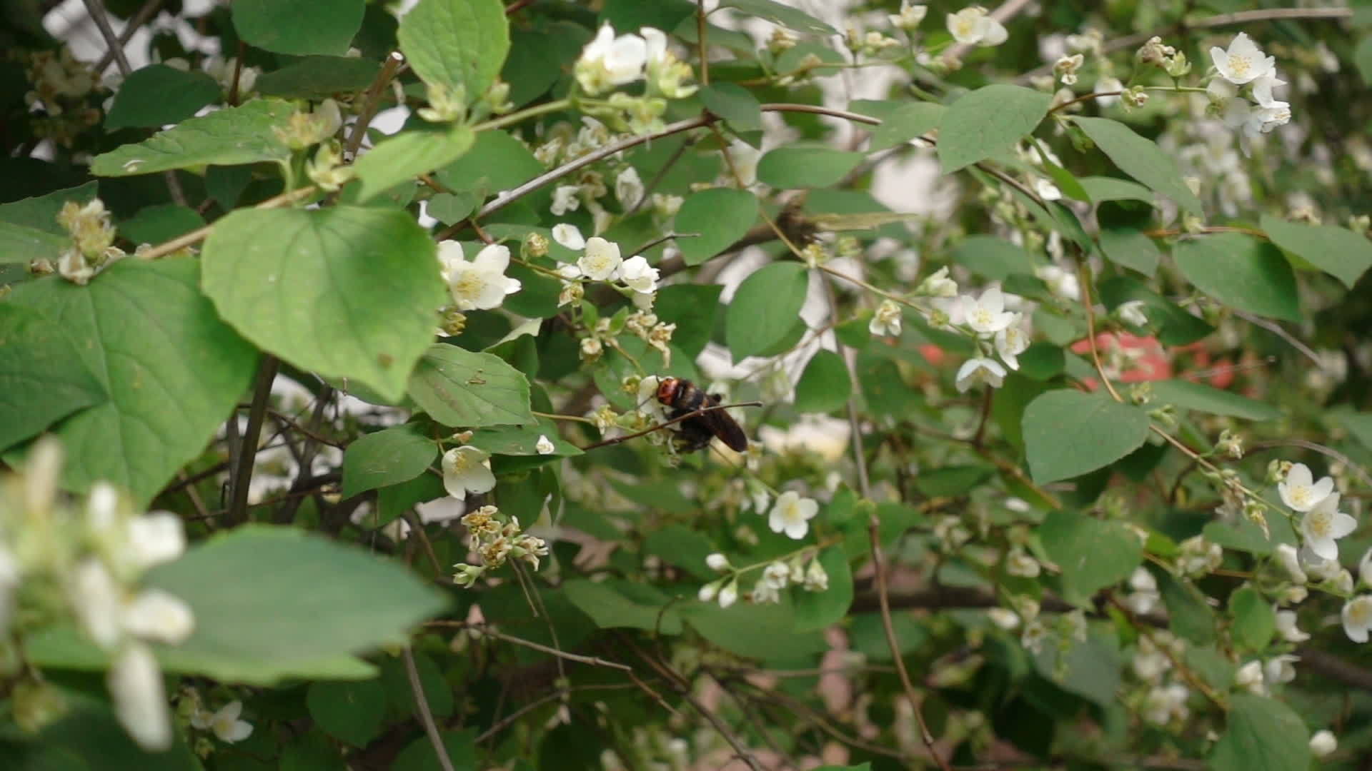 黄蜂吃茉莉花视频的预览图