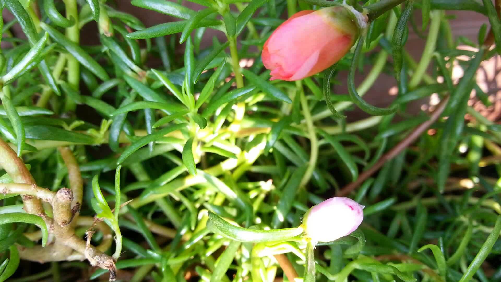美丽的苔玫瑰视频的预览图