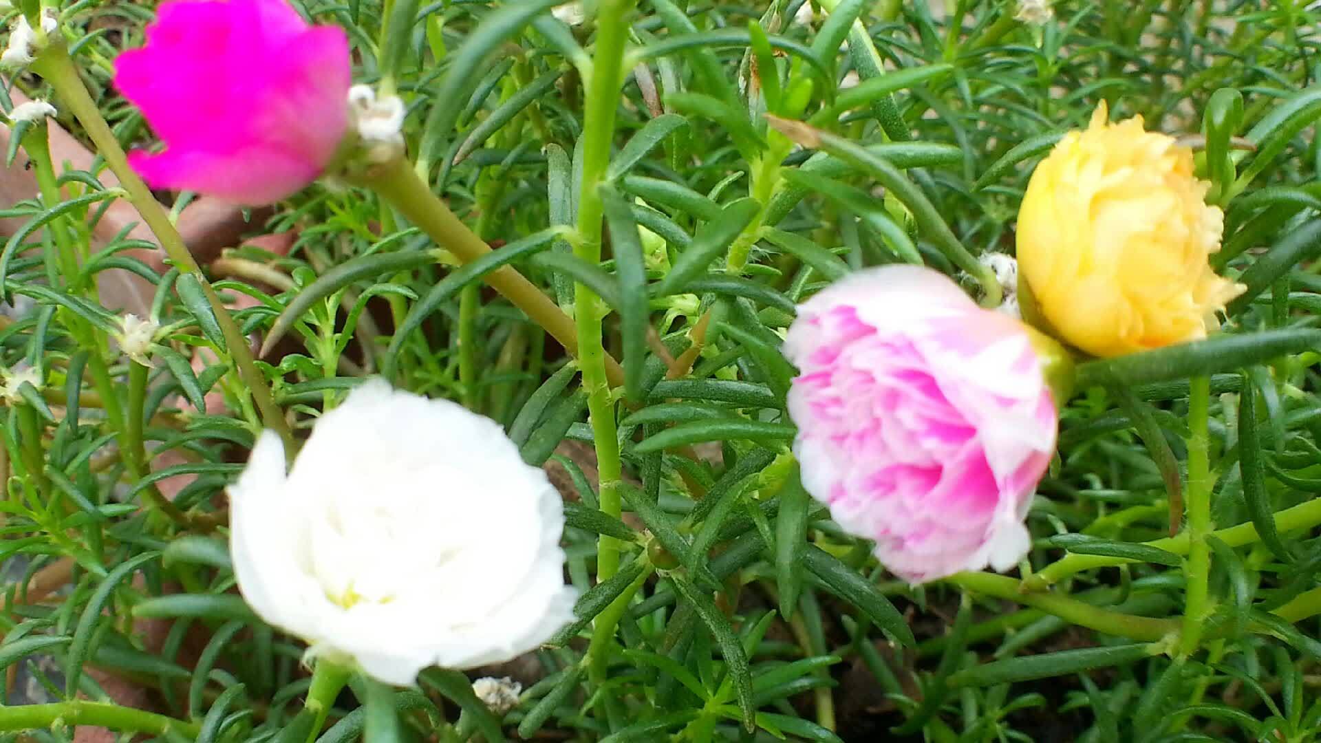 美丽的苔玫瑰视频的预览图