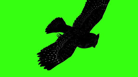3D美洲角猫头鹰绿屏视频的预览图