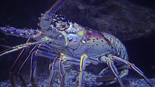 龙虾又称长龙虾或岩石龙虾是一个家庭Palinuridae视频的预览图