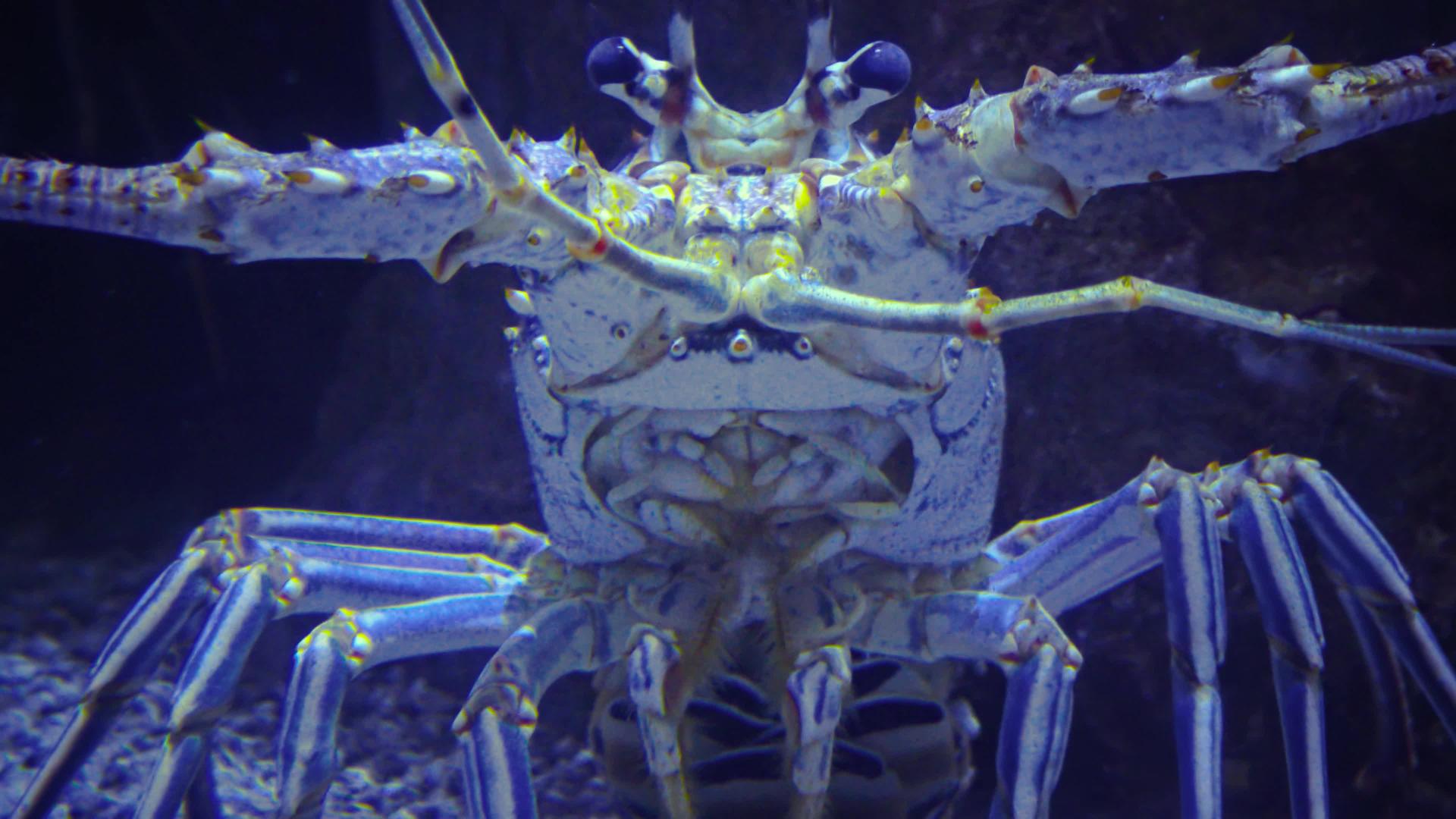 龙虾又称长龙虾或岩石龙虾是一个家庭Palinuridae视频的预览图