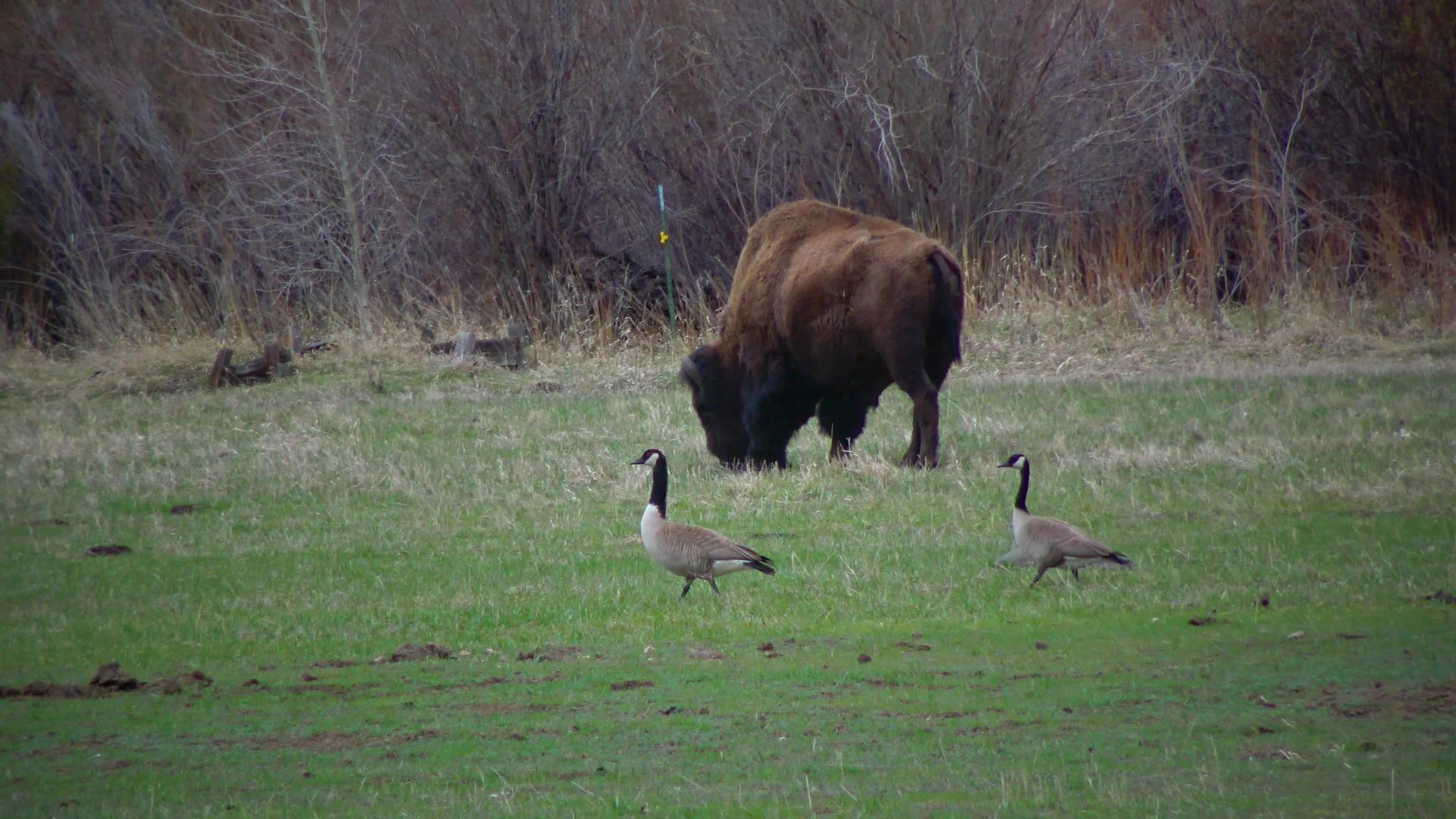 美国野牛或水牛比森野牛在田里吃绿草视频的预览图