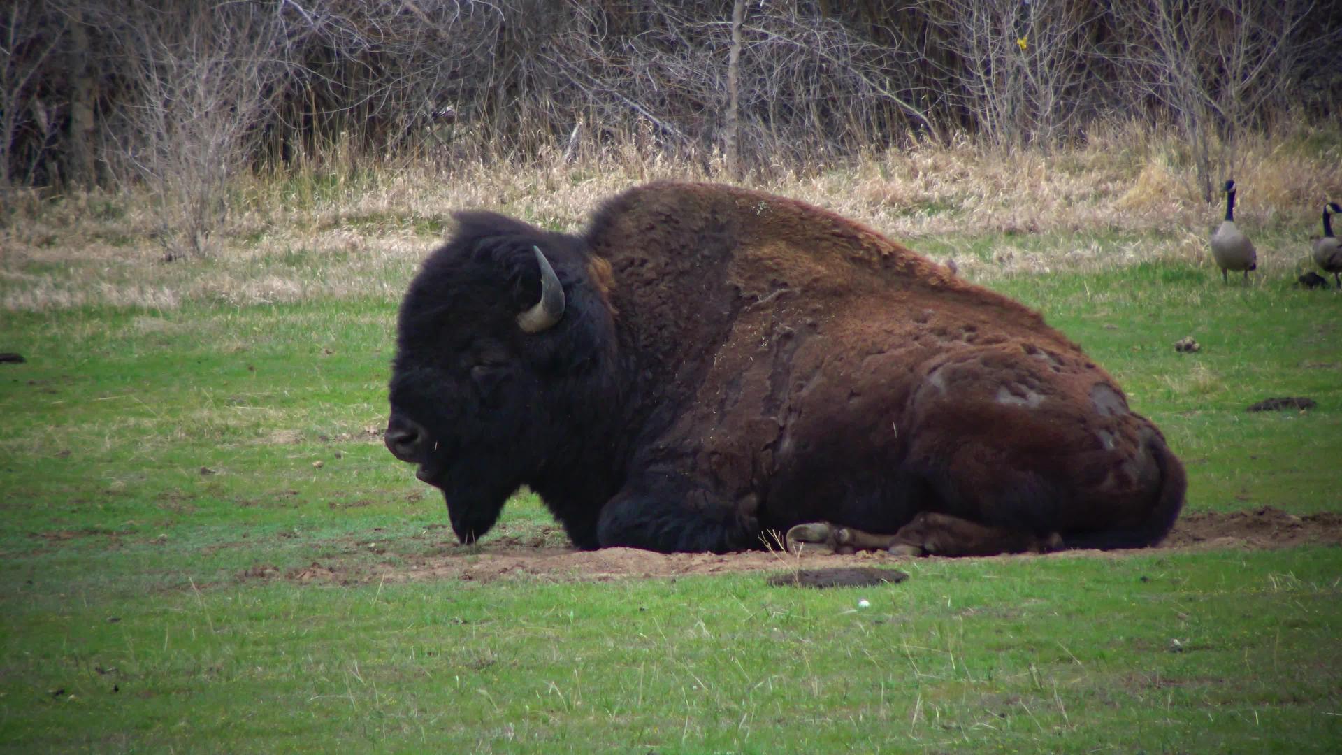 美国野牛或水牛比森野牛在田里吃绿草视频的预览图