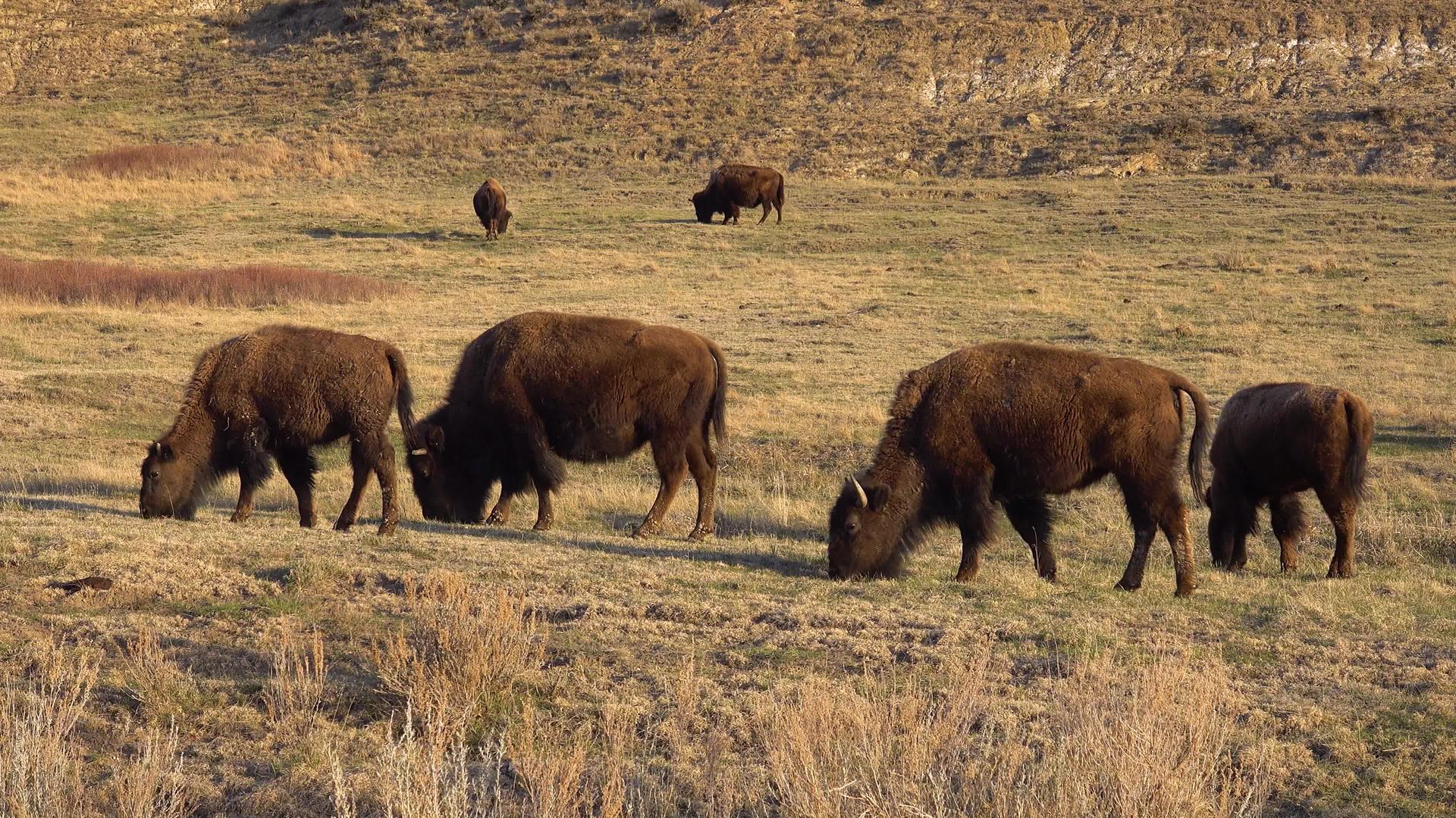 美国野牛或水牛比森野牛北达科他州奥多罗斯维特国家公园视频的预览图