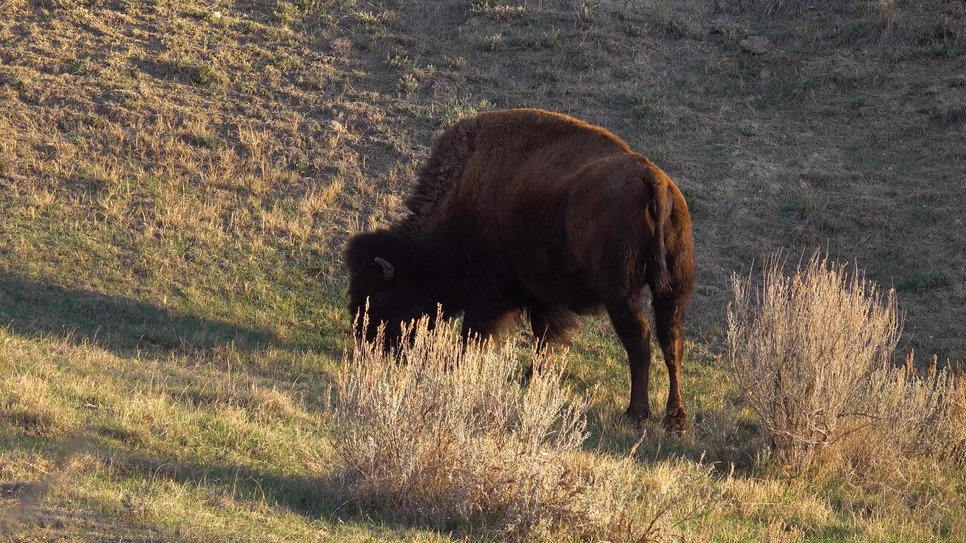 美国野牛或水牛比森野牛北达科他州奥多罗斯维特国家公园视频的预览图