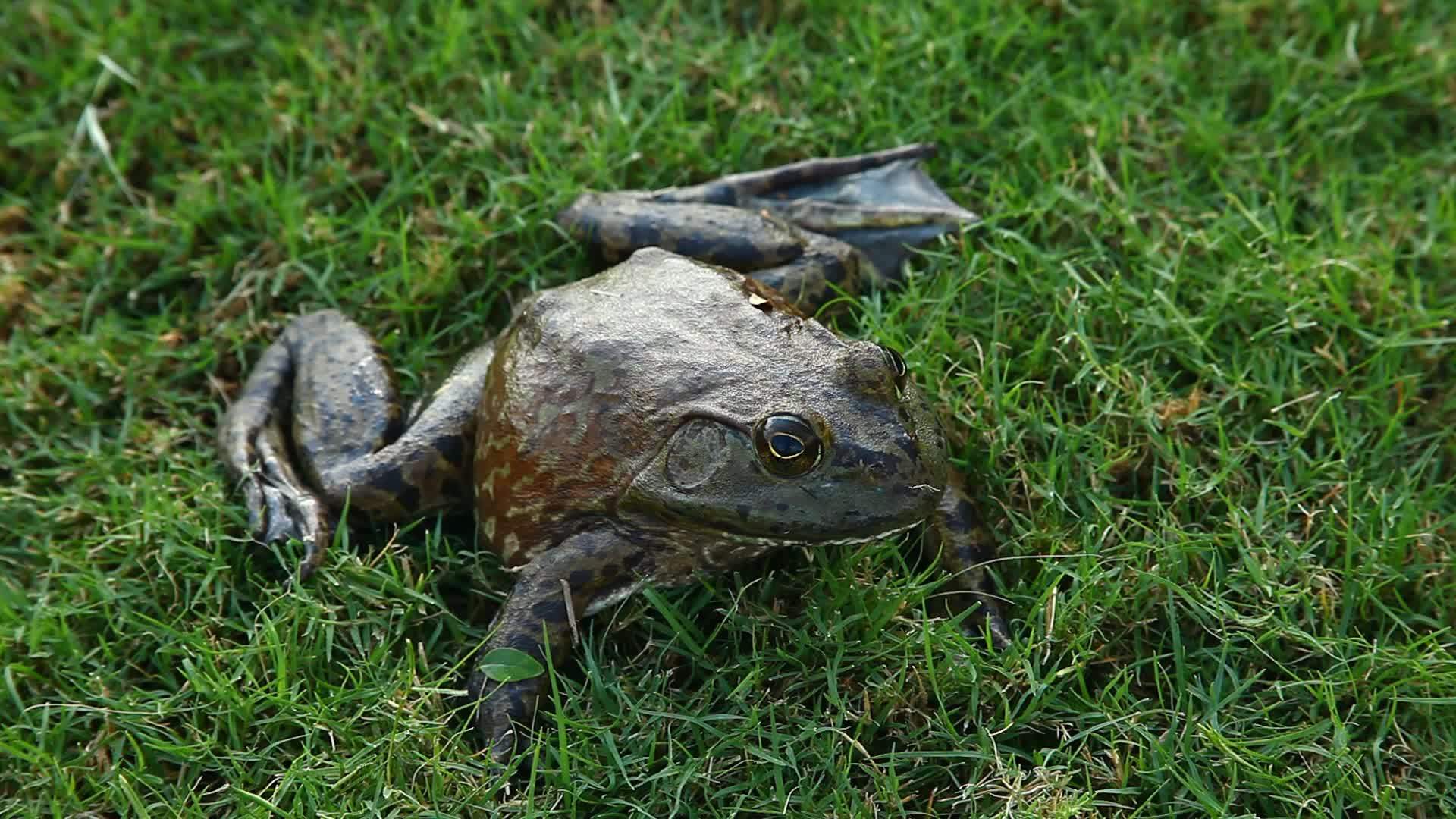 美国公牛蛙立方体视频的预览图