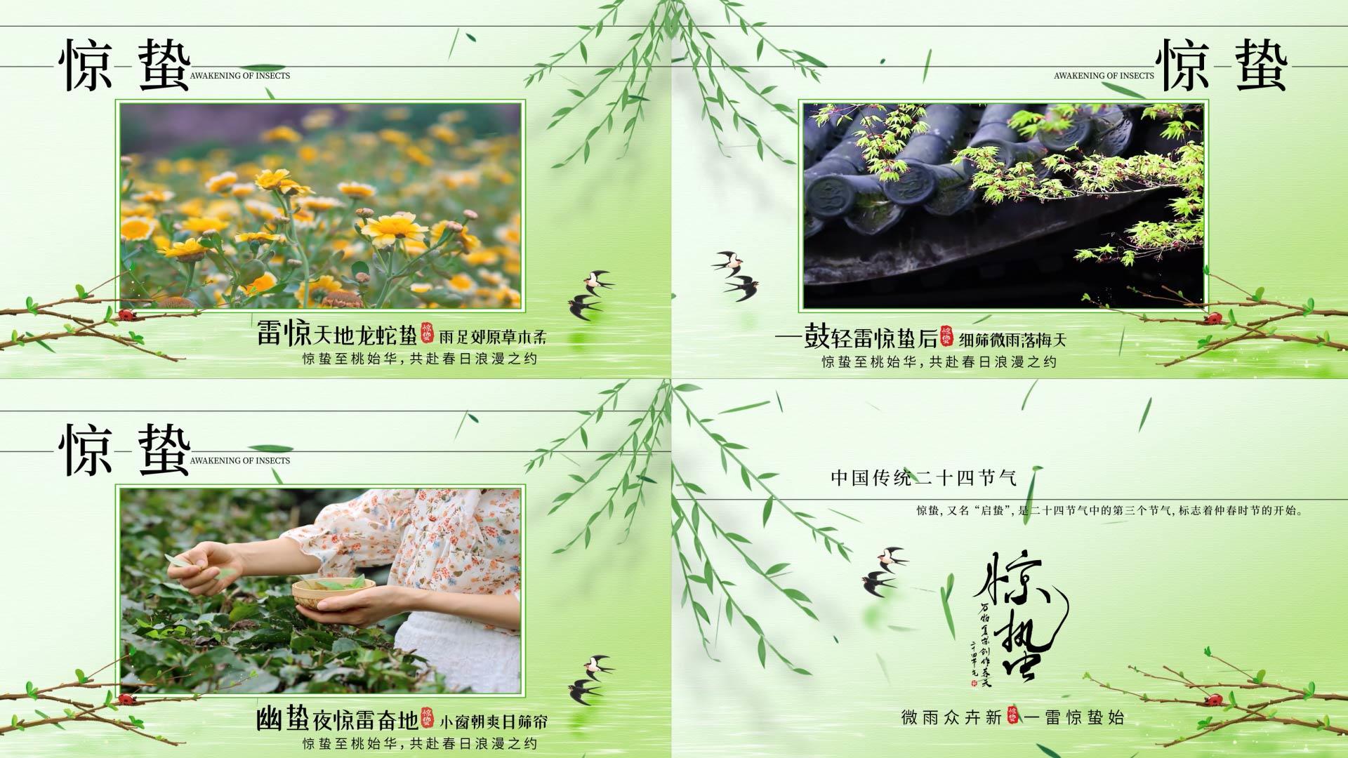 清新简约惊蛰节气图文显示AE模版视频的预览图