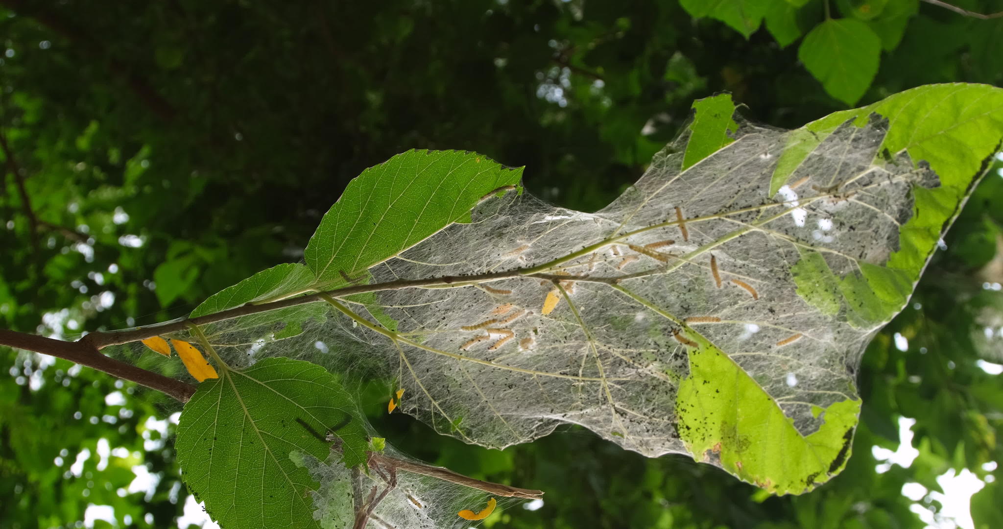 破坏树叶的毛虫害虫视频的预览图