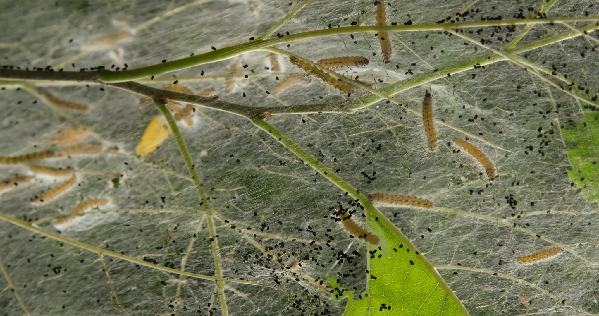 蝴蝶用幼虫伤害树木视频的预览图