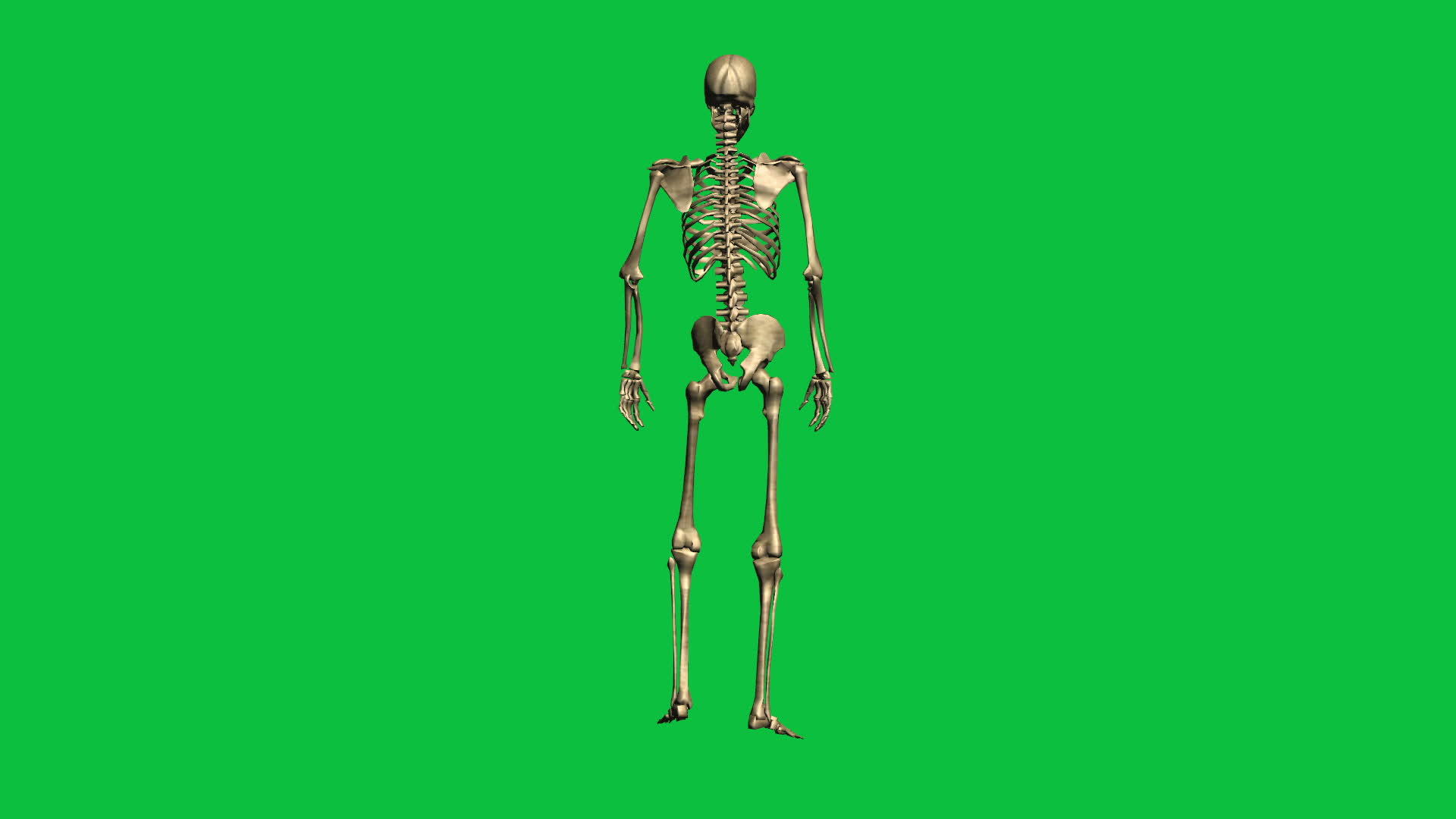 3D骨骼坠落动画视频的预览图