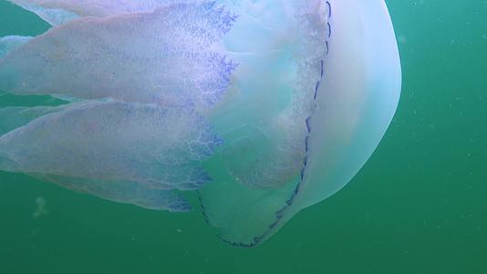 在黑海Rhizostomapulmo通常被称为桶状水母视频的预览图